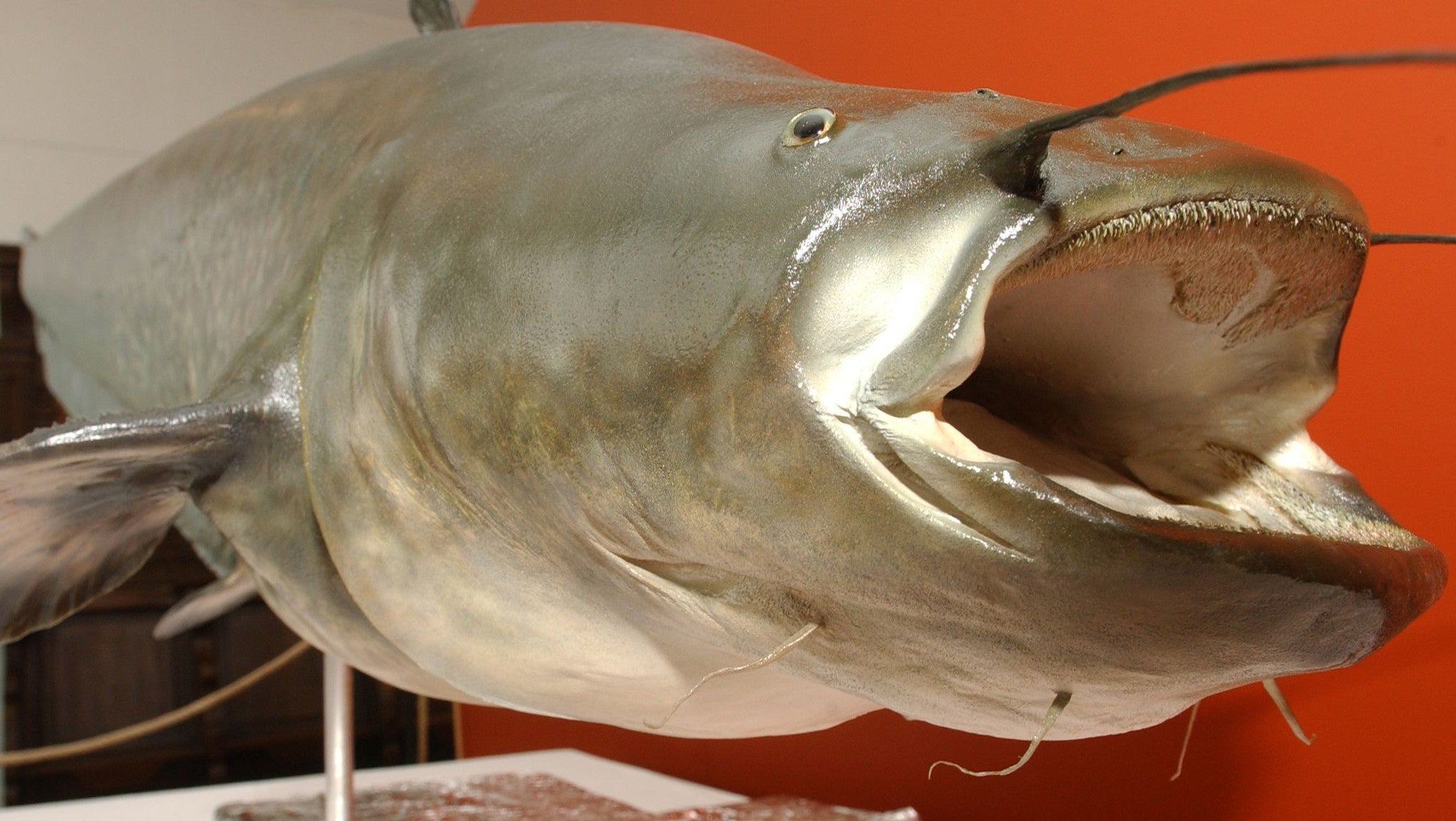 10.06.2005, Nordrhein-Westfalen, M&ouml;nchengladbach: Der unter dem Namen "Kuno" bekannt gewordene 1,62 Meter lange und 79 Kilogramm schwere pr&auml;parierte Wels steht im St&auml;dtischen Museum Schloss Rheyd. (Horst Ossinger/dpa)
