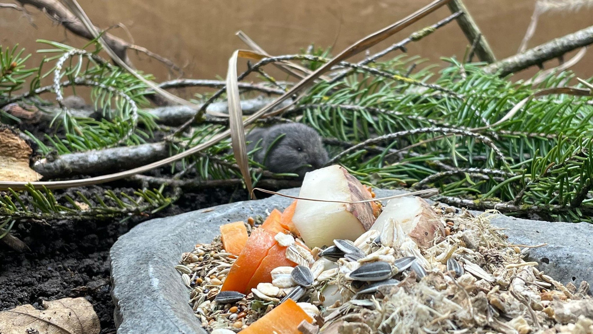 22.12.2025, Bayern, M&uuml;nchen: Eine k&uuml;rzlich geborene weibliche Bayerische Kurzohrmaus, aufgenommen im M&uuml;nchner Tierpark Hellabrunn. Kurzohrm&auml;use gelten als stark bedrohte Art. (Tierpark Hellabrunn/dpa)

ACHTUNG: Nur zur redaktionellen Verwendung im Zusammenhang mit der aktuellen Berichterstattung und nur mit vollst&auml;ndiger Nennung des vorstehenden Credits 