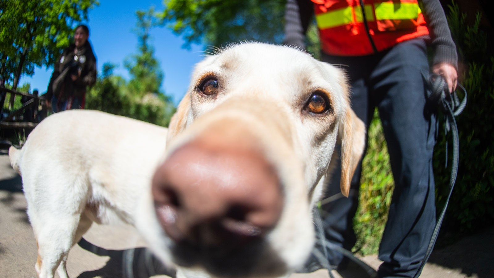 15.05.2019, Niedersachsen, Hannover: Chili, der 4 Jahre alte Labrador und Personensp&uuml;rhund von Lars Oellermann, Diensthundef&uuml;hrer, schn&uuml;ffelt im Zoo Hannover an der Kamera. Die Personensp&uuml;rhunde der Polizei werden im Zoo trainiert, um sich in Umgebungen mit starken Ger&uuml;chen nicht ablenken zu lassen. Foto: Christophe Gateau/dpa +++ dpa-Bildfunk +++