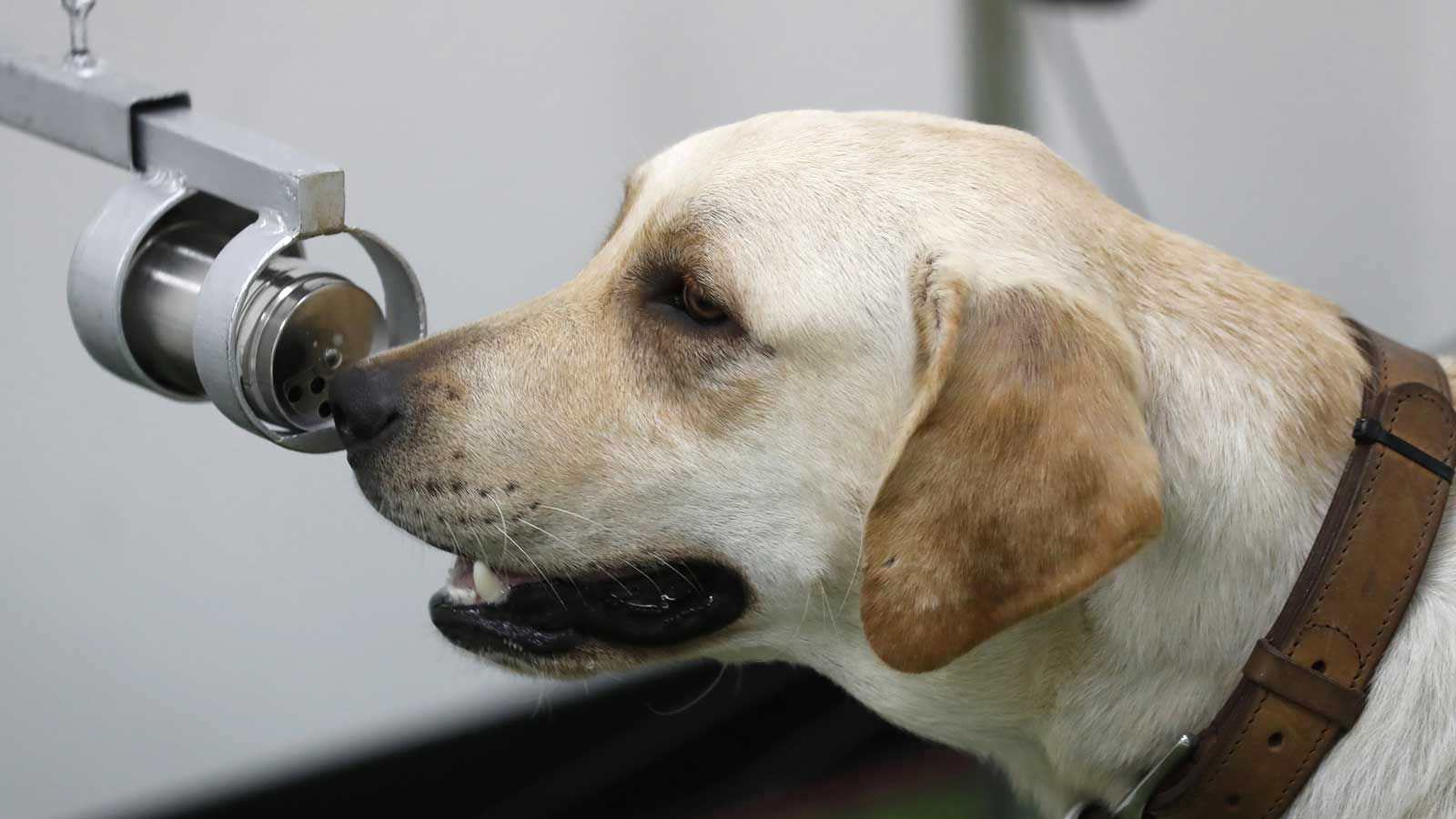 Bobby, a Labrador Retriever in training, sits front of a human sweat sample after detecting the COVID-19 coronavirus at the Veterinary Faculty of Chulalongkorn University in Bangkok, Thailand Friday, May 21, 2021.  Thailand has  deployed a canine virus detection squad to help provide a fast and effective way of identifying people with COVID-19 as the country faces a surge in cases, with clusters found in several crowded slum communities and large markets. (AP Photo/Sakchai Lalit)