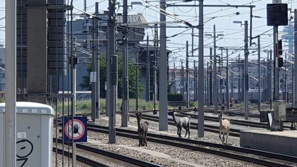 HANDOUT - 02.06.2023, &Ouml;sterreich, Wien: Lamas spazieren zwischen Bahngleisen. Ausgeb&uuml;xte Lamas sorgten kurzzeitig f&uuml;r Stillstand auf einer der wichtigsten Zugsverkehrsstrecken in Wien. Die Tiere waren am Vormittag aus einem Zirkus entkommen, der in der N&auml;he des Bahnhofs Meidling seine Zelte aufgeschlagen hat, und zwischen die Gleise gelaufen. Foto: Unbekannt/&Ouml;BB/APA/dpa - ACHTUNG: Nur zur redaktionellen Verwendung im Zusammenhang mit der aktuellen Berichterstattung und nur mit vollst&auml;ndiger Nennung des vorstehenden Credits +++ dpa-Bildfunk +++

