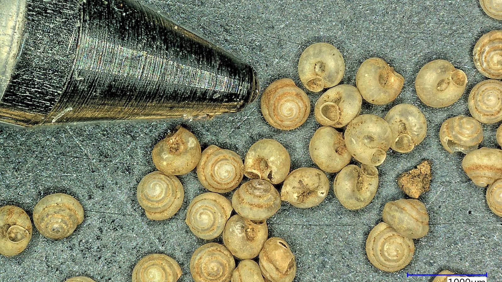 HANDOUT - 31.01.2022, ---: Die winzige Schnecke der Art Angustopila psammion im Vergleich zu einer Kugelschreiberspitze. Ein internationales Forschungsteam mit hessischer Beteiligung hat die weltweit kleinste bekannte Landschnecke beschrieben. (zu dpa &acute;Kleinste bekannte Landschnecke entdeckt&ordf;) Foto: Barna P&middot;ll-Gergely/Senckenberg/dpa - ACHTUNG: Nur zur redaktionellen Verwendung im Zusammenhang mit der aktuellen Berichterstattung und nur mit vollst&permil;ndiger Nennung des vorstehenden Credits +++ dpa-Bildfunk +++