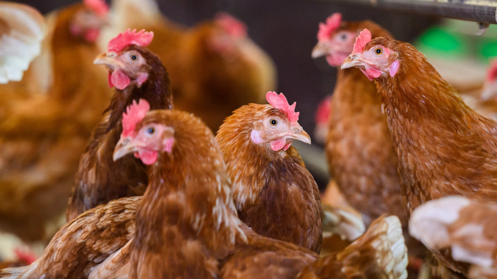 H&uuml;hner stehen in einem Stall eines Betriebes mit Eiern aus Freilandhaltung in der Region Hannover.  Foto: Julian Stratenschulte/dpa 