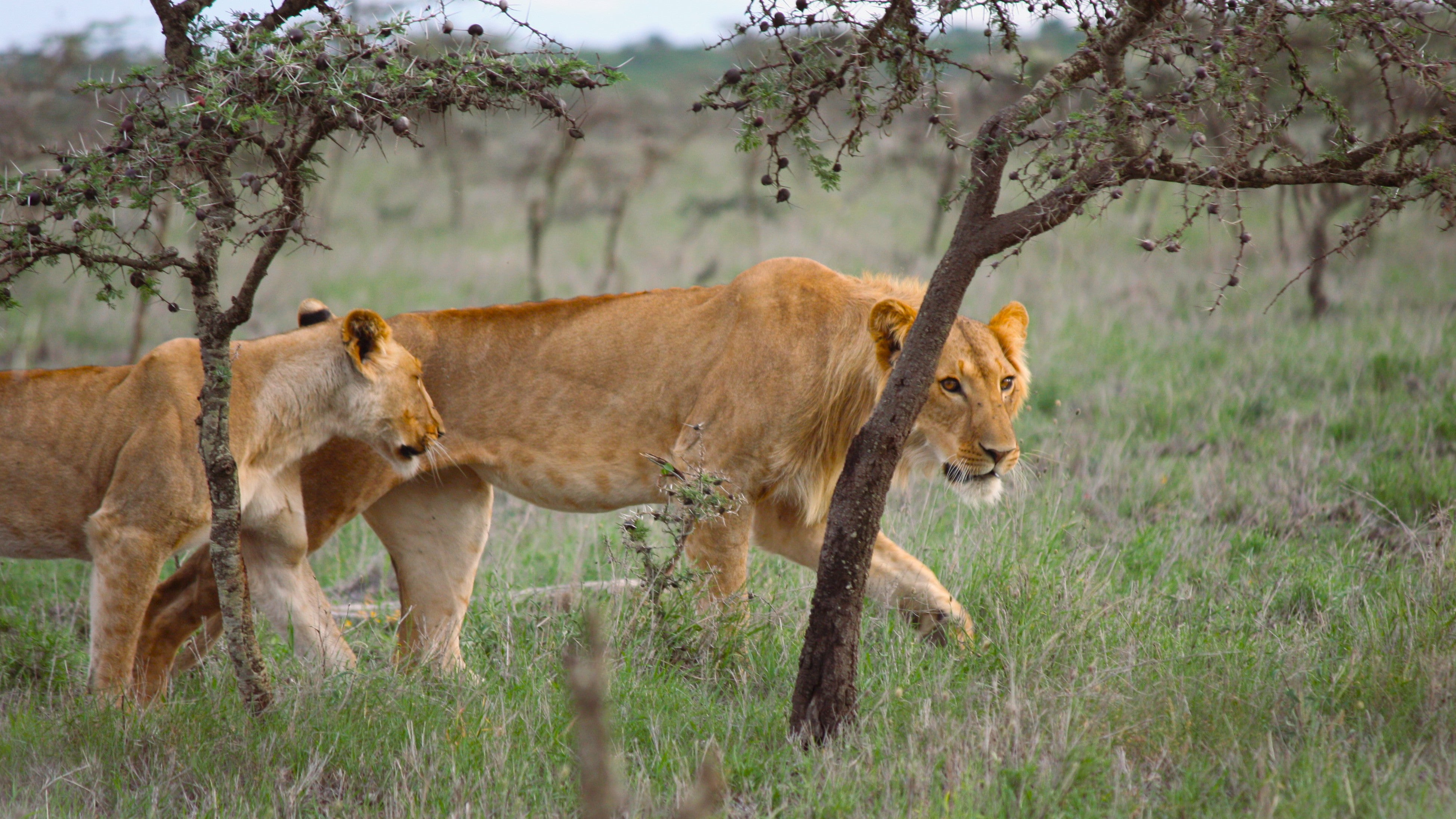 L&ouml;wen auf der Jagd in einer Fl&ouml;tenakaziensavanne. In der kenianischen Savanne hat eine invasive Ameisenart &uuml;ber eine &ouml;kologische Kettenreaktion das Beuteschema von L&ouml;wen ver&auml;ndert. (Victoria Zero/University of Wyoming/dpa)
