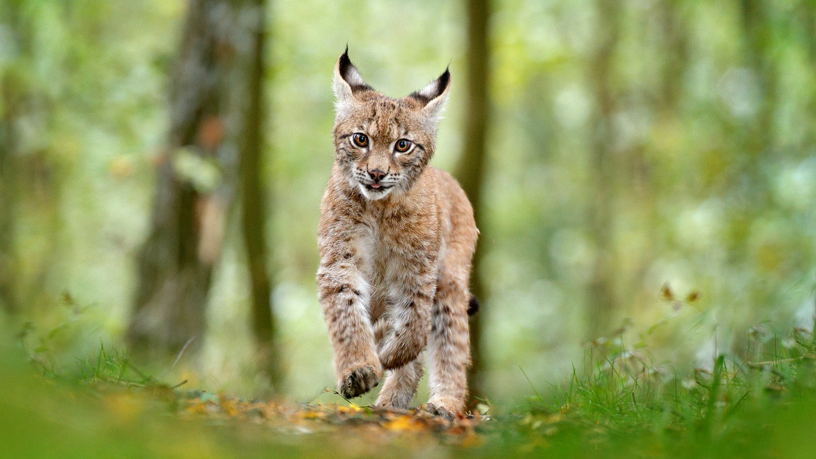 Young Lynx in green forest. Wildlife scene from nature. Walking Eurasian lynx, animal behaviour in habitat. Cub of wild cat from Germany. Wild Bobcat between the trees. Hunting carnivore in autumn grass.