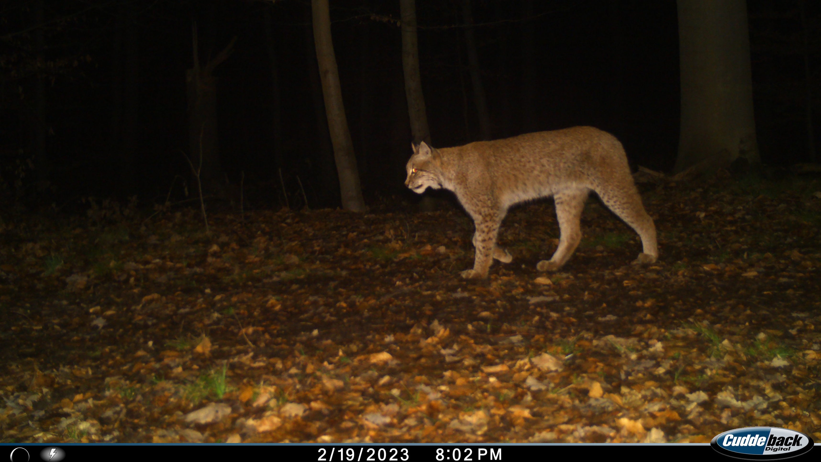 HANDOUT - 19.02.2023, Th&uuml;ringen, ---: Auf dem Foto einer Wildtierkamera im Kyffh&auml;userkreis ist ein Luchs zu sehen. (zu dpa "Luchs jetzt auch im Kyffh&auml;userkreis nachgewiesen") Foto: Th&uuml;ringer Umweltministerium/dpa - ACHTUNG: Nur zur redaktionellen Verwendung im Zusammenhang mit der aktuellen Berichterstattung und nur mit vollst&auml;ndiger Nennung des vorstehenden Credits +++ dpa-Bildfunk +++

