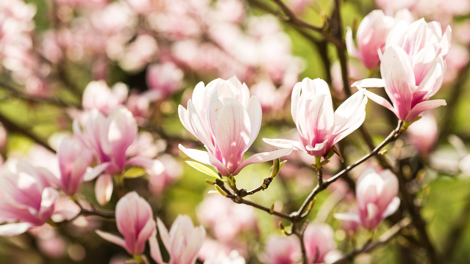 blooming magnolia flowers on sunny day