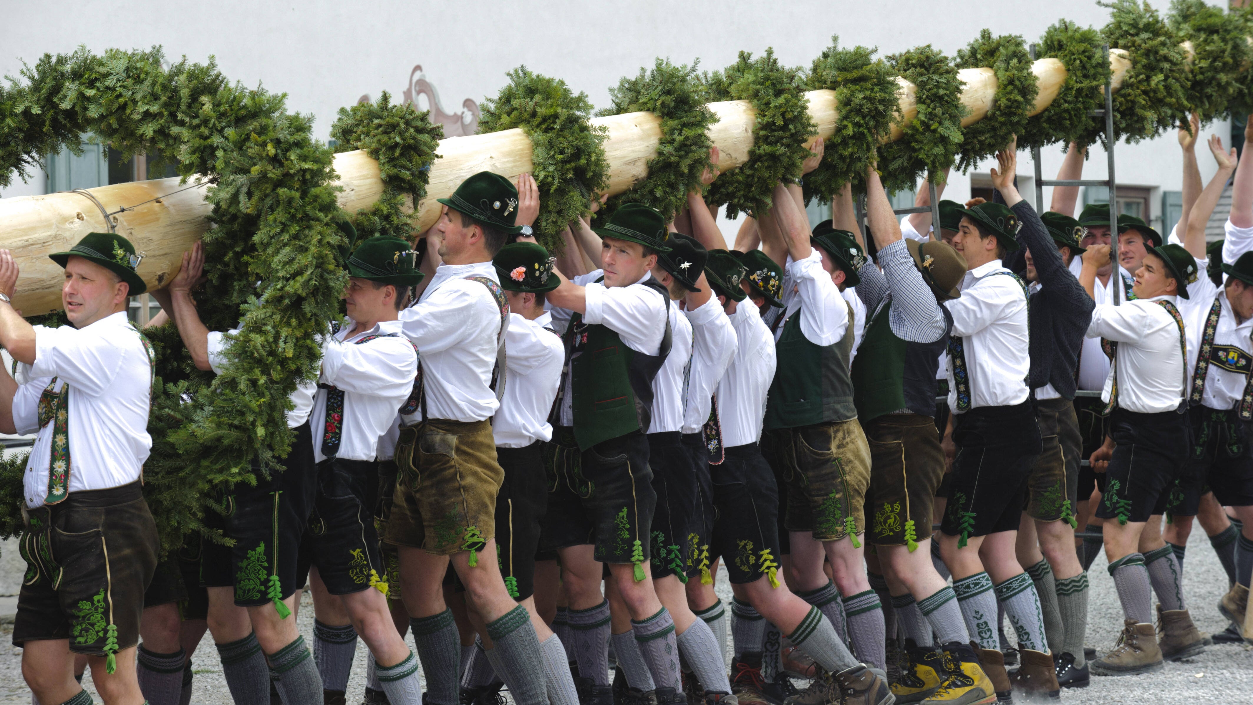 Maibaum-Aufstellen am 1. Mai in Bayern, in der Jachenau mit den Burschen des Sch&uuml;tzenvereins in traditioneller Methode mit Schwalben und viel Muskelkraft LicenseRF Maibaum-Aufstellen in Bayern LIC:RF