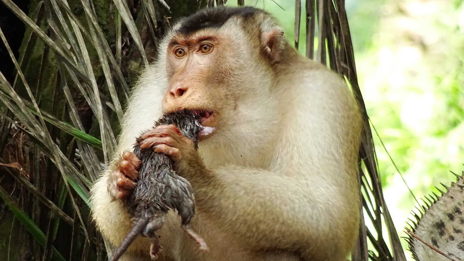 ACHTUNG: SPERRFRIST 21. OKTOBER 17:00 UHR. ACHTUNG: DIESER BEITRAG DARF NICHT VOR DER SPERRFRIST, 21.10, 17.00 UHR VER&Ouml;FFENTLICHT WERDEN! EIN BRUCH DES EMBARGOS K&Ouml;NNTE DIE K&Uuml;NFTIGE BERICHTERSTATTUNG EMPFINDLICH EINSCHR&Auml;NKEN. - HANDOUT - 26.02.2018, Malaysia, ---: Ein S&uuml;dlicher Schweinsaffe aus der Gattung der Makaken frisst in einer Palm&ouml;l-Plantage eine Ratte. (zu dpa "Ratten-jagende Affen machen Palm&ouml;l-Produktion nachhaltiger" am 21.10.2019) Foto: Anna Holzner/dpa - ACHTUNG: Nur zur redaktionellen Verwendung im Zusammenhang mit der aktuellen Berichterstattung und nur mit vollst&auml;ndiger Nennung des vorstehenden Credits +++ dpa-Bildfunk +++