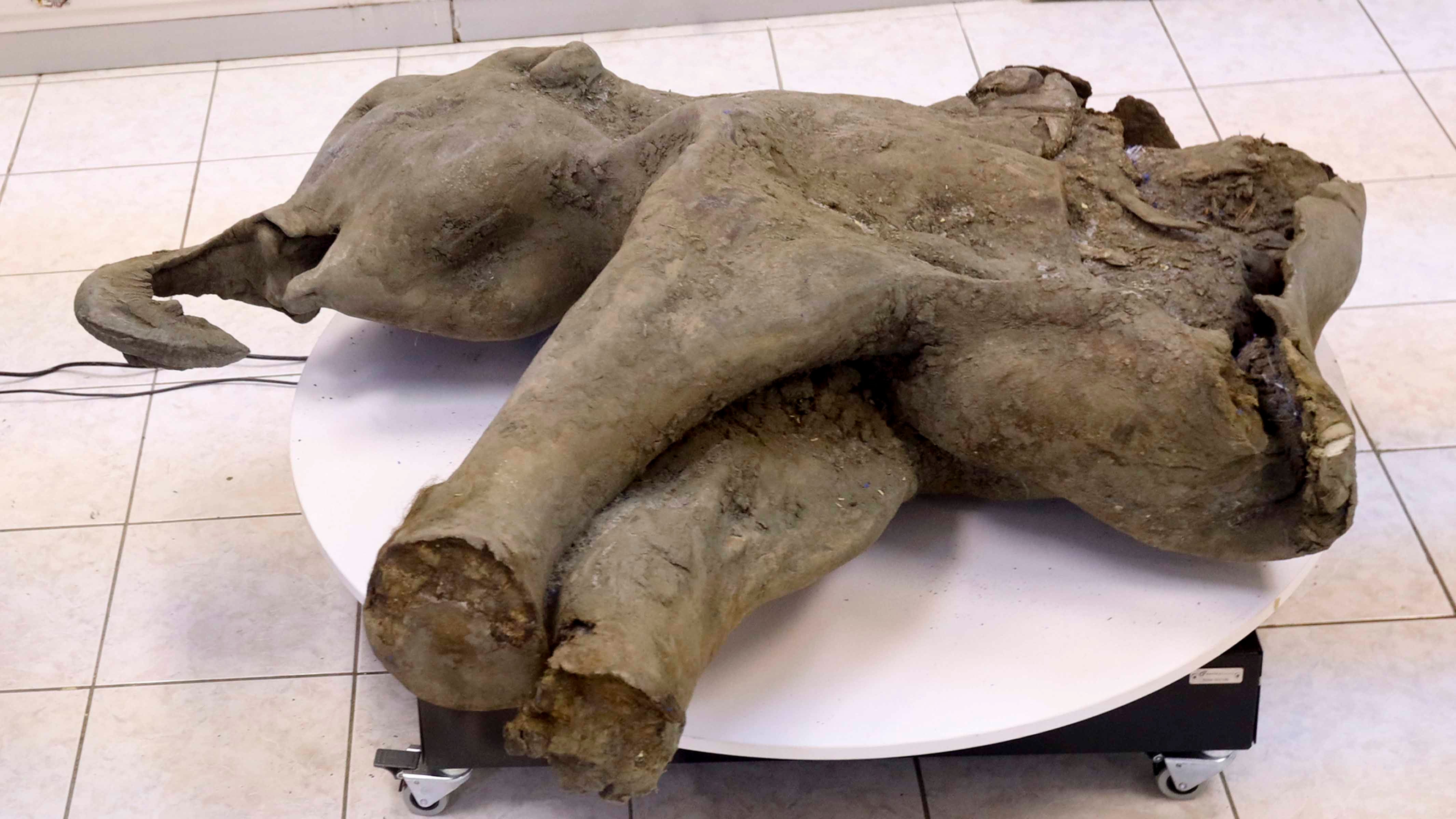 HANDOUT - 23.12.2024, Russland, Jakutsk: Auf diesem vom Mammutmuseum der Russischen Nord&ouml;stlichen F&ouml;deralen Universit&auml;t via AP ver&ouml;ffentlichten Foto sind die &Uuml;berreste eines 50.000 Jahre alten Mammutbabys zu sehen, das durch das Schmelzen des Permafrostbodens im russischen Sibirien freigelegt wurde. Russische Forscher haben die au&szlig;ergew&ouml;hnlich gut erhaltenen &Uuml;berreste eines rund 50.000 Jahre alten Mammut-Babys ausgegraben. Foto: Michil Yakovlev/Mammoth Museum at the Russian North-Eastern Federal University telegram channel/AP/dpa - ACHTUNG: Nur zur redaktionellen Verwendung und nur mit vollst&auml;ndiger Nennung des vorstehenden Credits +++ dpa-Bildfunk +++