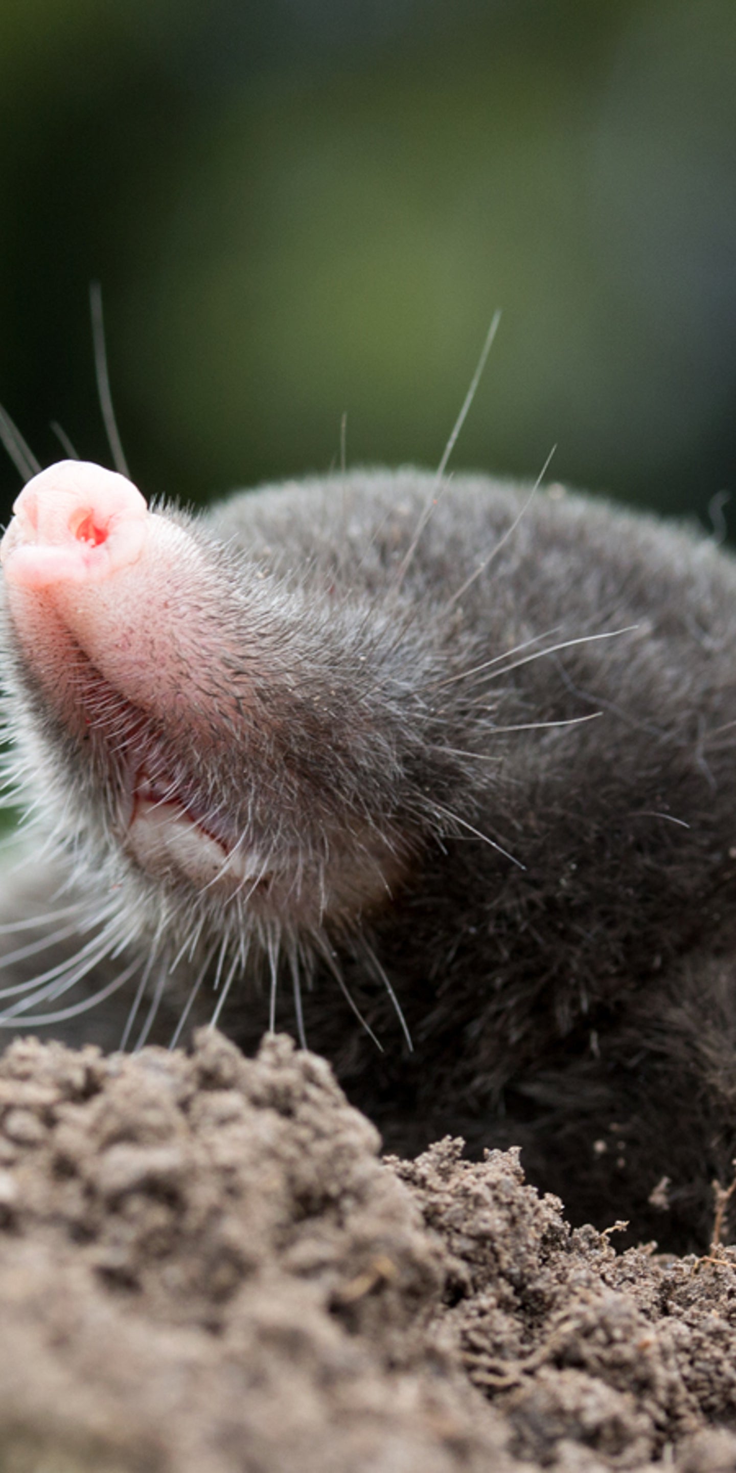 Bussgeld Droht Warum Ihr Maulwurfe Und Spitzmause Im Garten Nie Toten Solltet Artikel Von The Weather Channel Weather Com