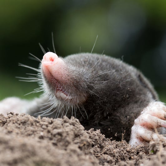 Bussgeld Droht Warum Ihr Maulwurfe Und Spitzmause Im Garten Nie Toten Solltet Artikel Von The Weather Channel Weather Com