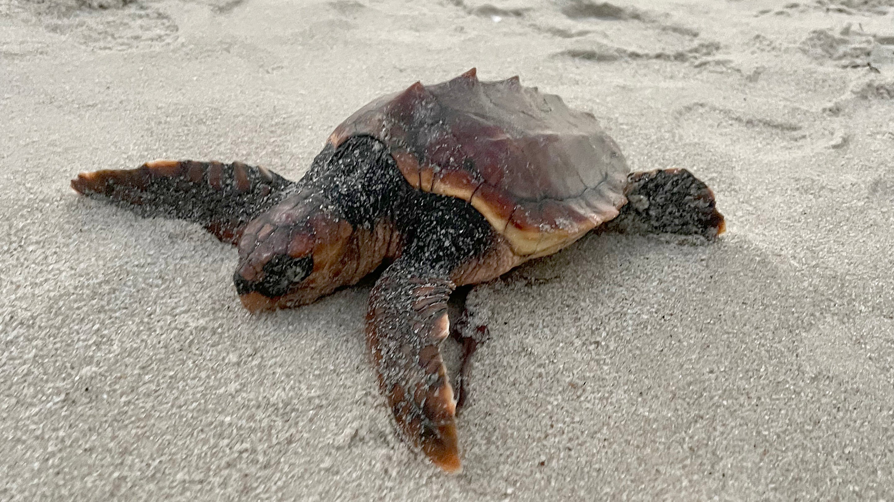 21.12.2023, Schleswig-Holstein, H&ouml;rnum (Sylt): Eine unechte Karettschildkr&ouml;te (Caretta caretta) liegt am H&ouml;rnumer Weststrand im Sand. Ein Strandl&auml;ufer fand das angesp&uuml;lte Tier am Strand. (Amelie Gonzales/Schutzstation Wattenmeer/dpa)

