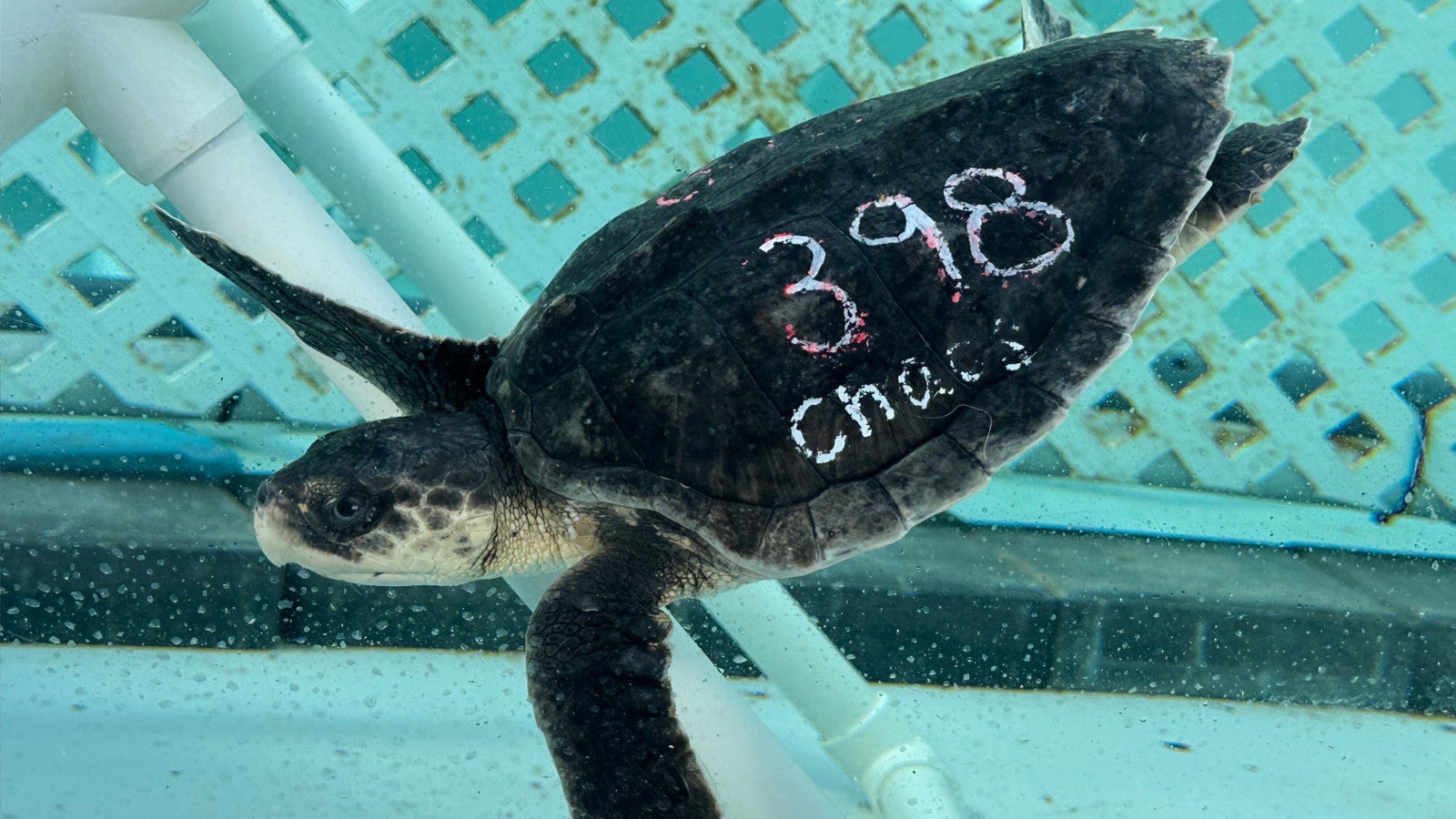 A Kemps Ridley sea turtle swims in a tank at Loggerhead Marinelife Center Monday, Dec. 15, 2025, in Juno Beach, Fla. (AP Photo/Cody Jackson)