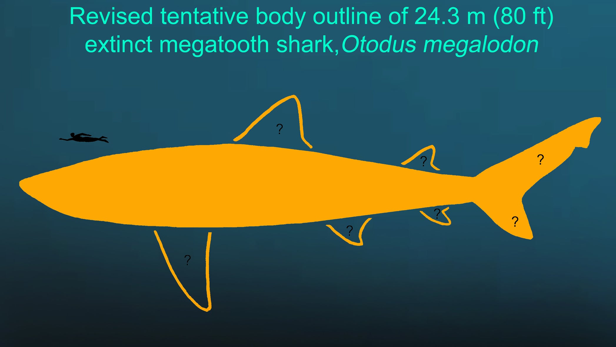 Verwendung nur in Zusammenhang mit der Studie

05.03.2025, USA, NA: Das undatierte Handout zeigt die Darstellung eines &uuml;berarbeiteten vorl&auml;ufigen K&ouml;rperumrisses des ausgestorbenen Megalodons (Otodus megalodon). Die genaue Form, Gr&ouml;&szlig;e und Position der meisten Flossen ist anhand der vorliegenden Fossilien nicht bekannt. Ein erwachsener Mensch ist zum Gr&ouml;&szlig;envergleich abgebildet &ndash; tats&auml;chlich existierten die beiden Arten nie nebeneinander.  (Depaul University/Kenshu Shimada/dpa)