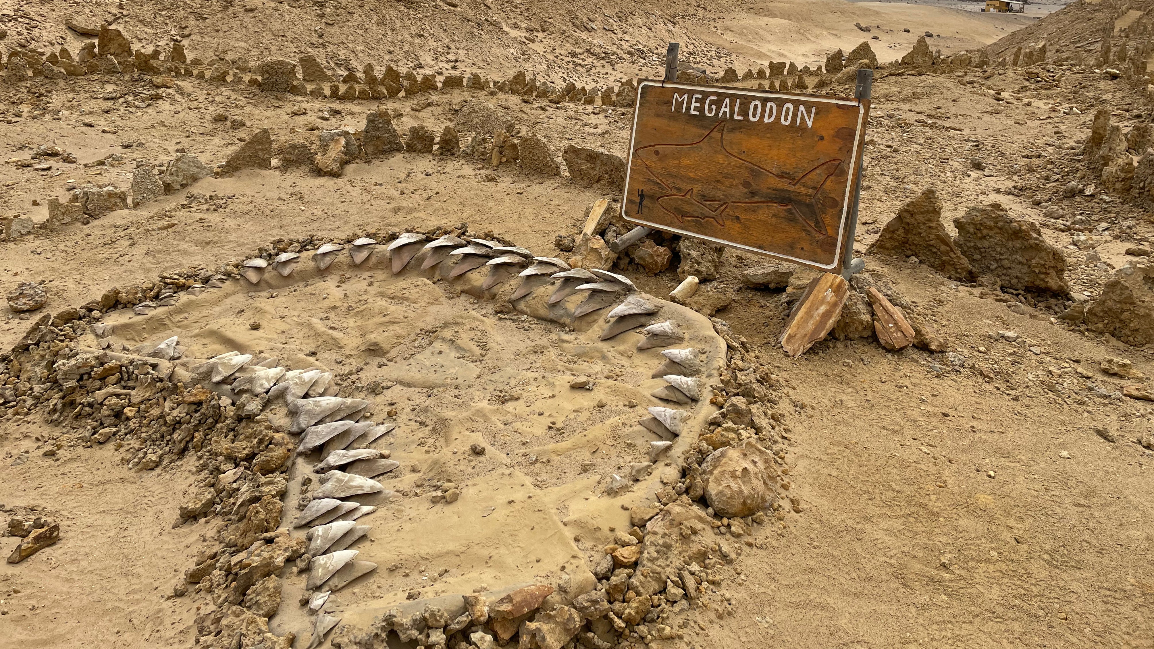 29.03.2022, Chile, Caldera: Im Freilichtmuseum Sitio Paleontol&oacute;gico Los Dedos nahe der Atacama-Hafenstadt Caldera kann man die Skelette von Urzeit-Meeresbewohnern sehen. (Manuel Meyer/dpa-tmn/dpa)