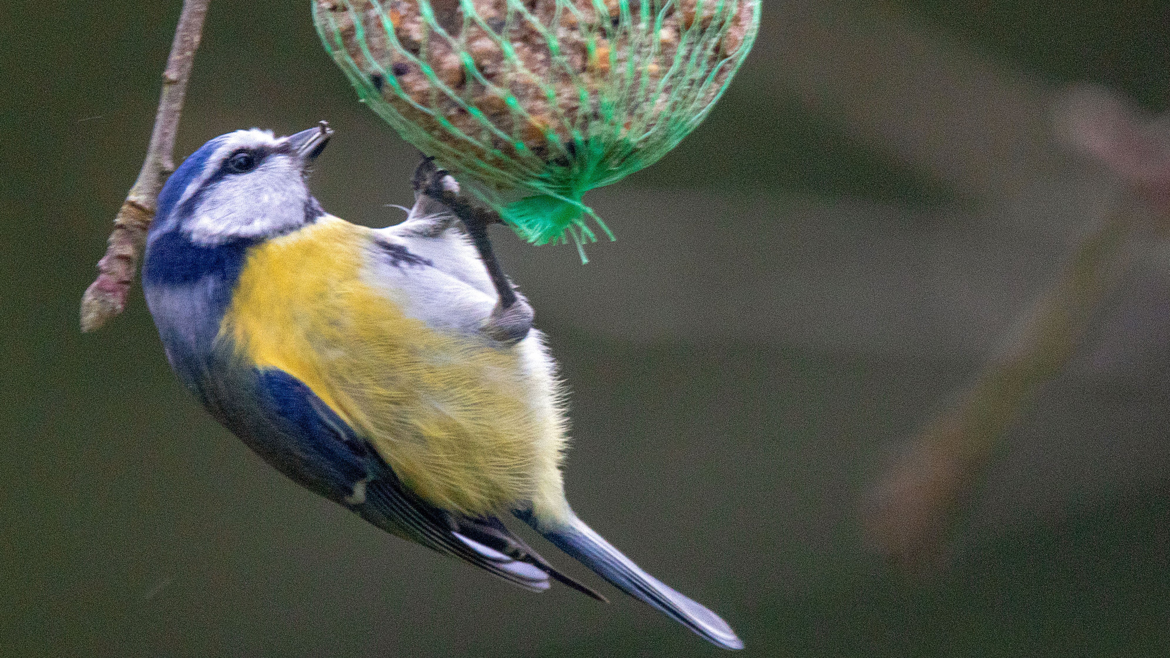 Eine Blaumeise h&auml;ngt an einem Meisenkn&ouml;del, der als winterliche Futterstelle an einem Baum aufgeh&auml;ngt ist. 