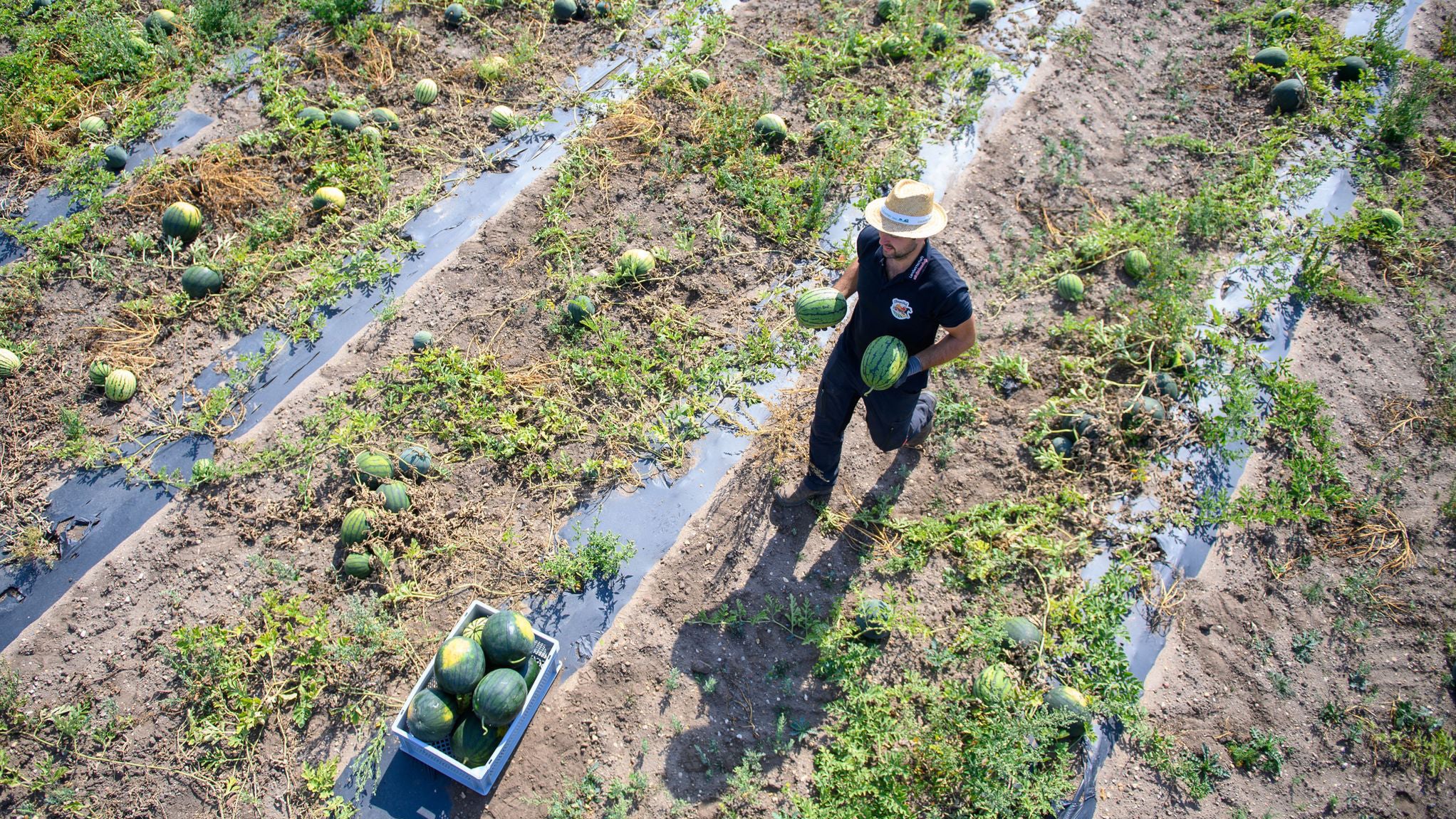 27.08.2025, Sachsen-Anhalt, Sch&ouml;nebeck: Andre Laue vom Pferdehof Elbaue tr&auml;gt frisch gepfl&uuml;ckte Melonen zu einem Korb. (Klaus-Dietmar Gabbert/dpa)