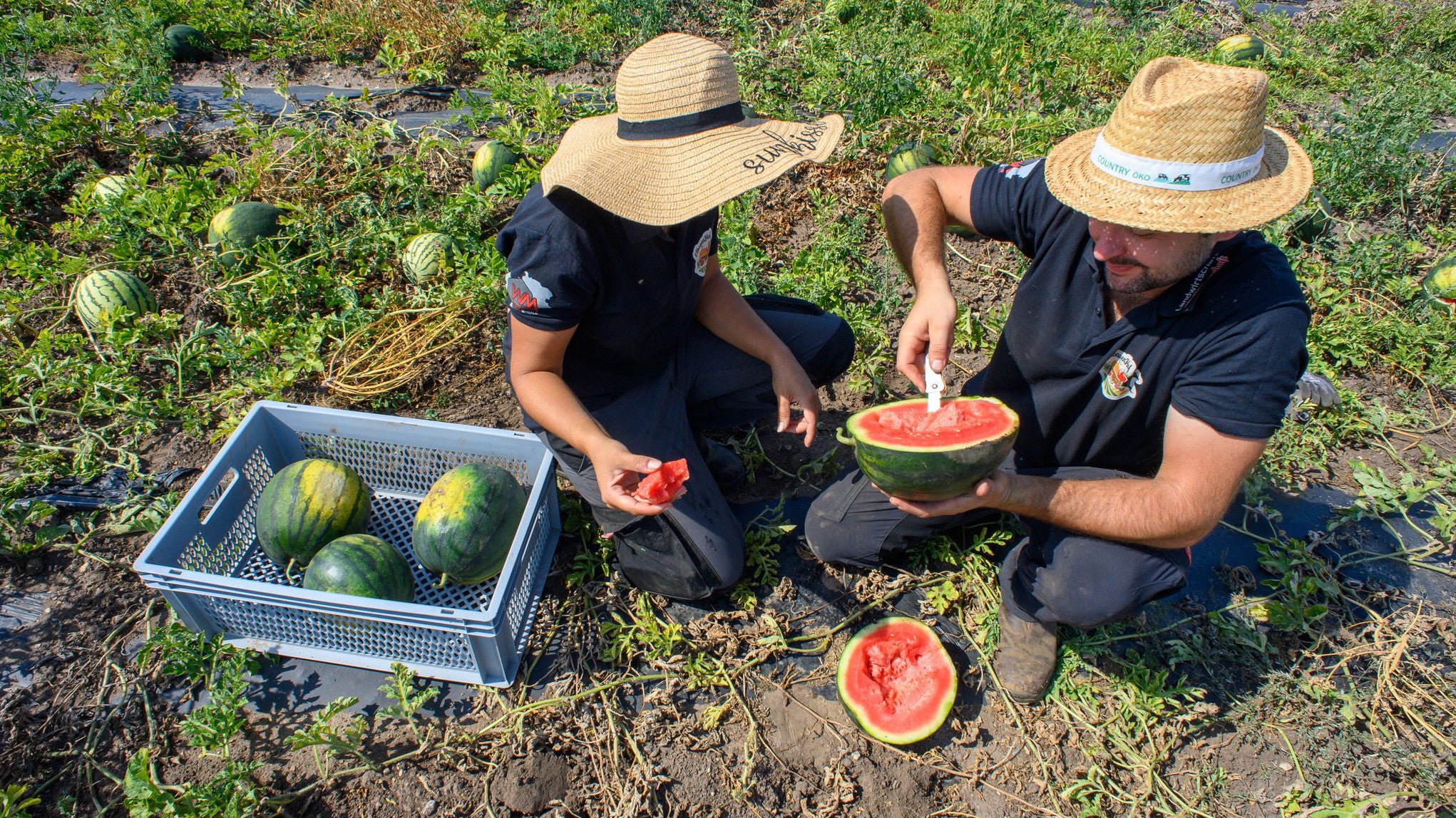 27.08.2025, Sachsen-Anhalt, Sch&ouml;nebeck: Anna (l) und Andre (r) Laue vom Pferdehof Elbaue probieren auf ihrem Melonenfeld dir Reife einer Melone. (Klaus-Dietmar Gabbert/dpa)