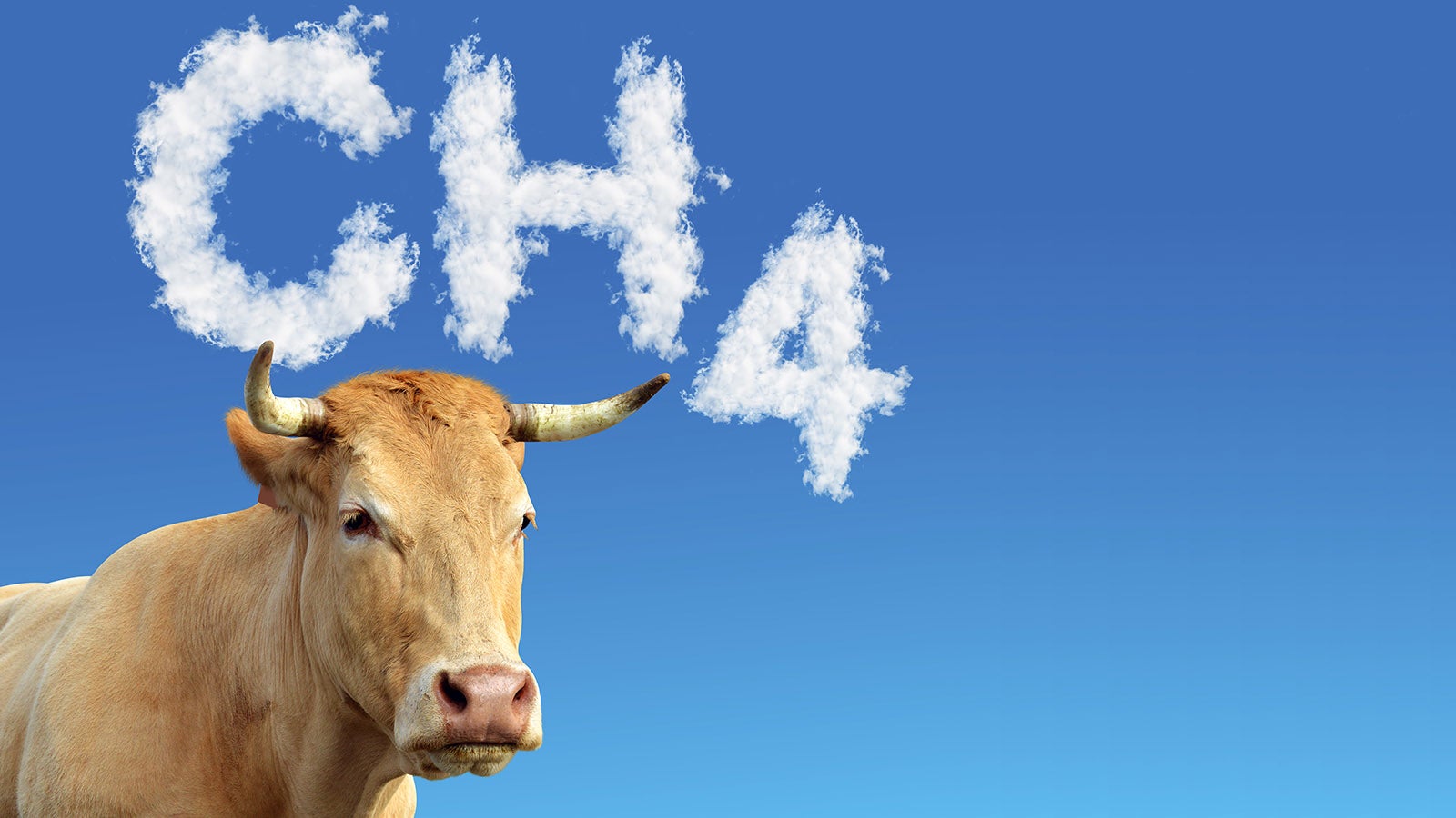 Rinder bringen bis zu 80 Millionen Tonnen Methangas hervor