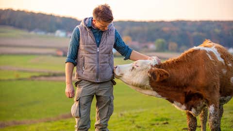 Young man looking at cow in field