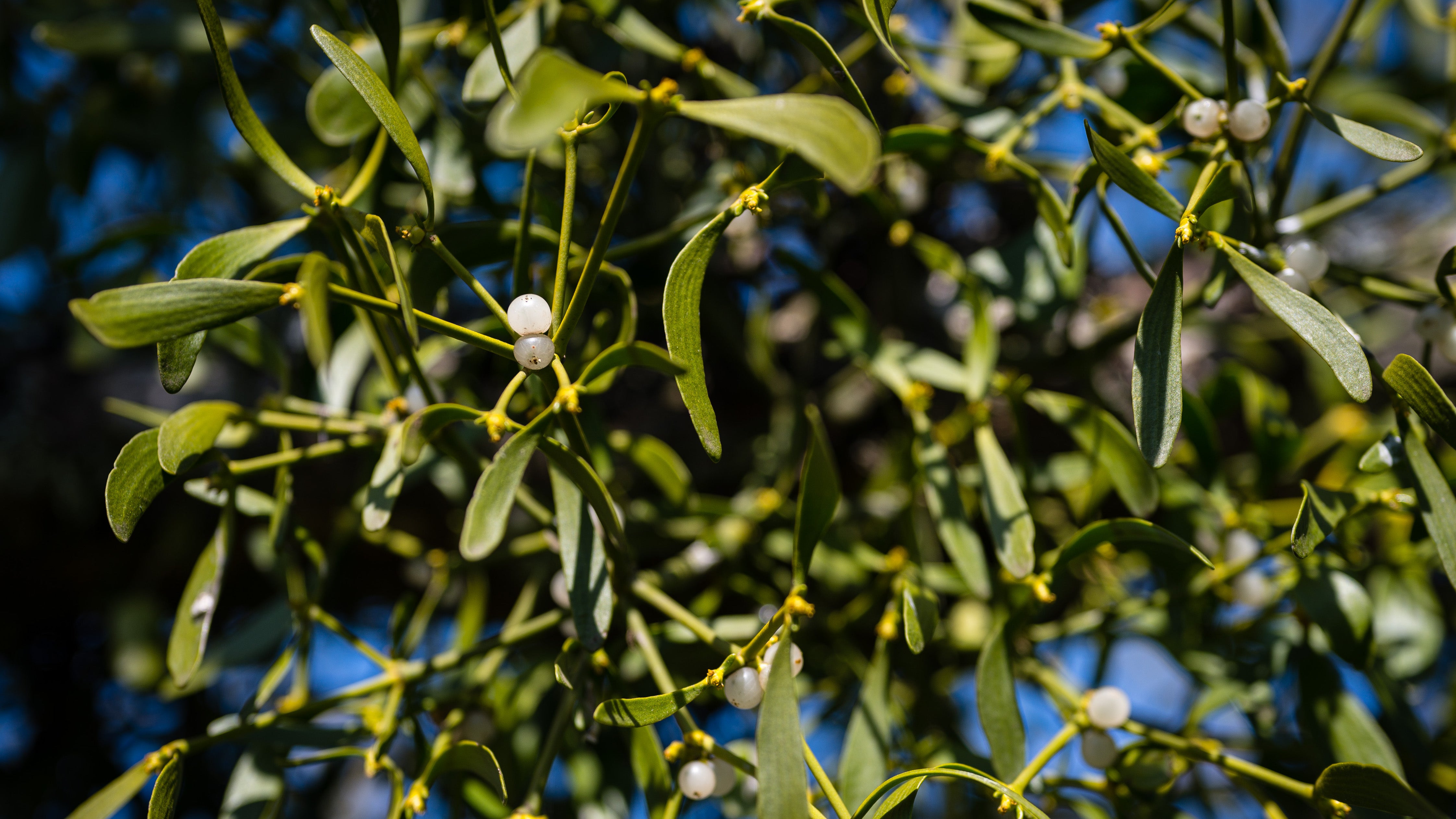 Mistelzweige mit wei&szlig;en Beeren wachsen auf einem Apfelbaum. Die Misteln m&uuml;ssen entfernt werden, da sie sich ausbreiten und den Baum schw&auml;chen.
