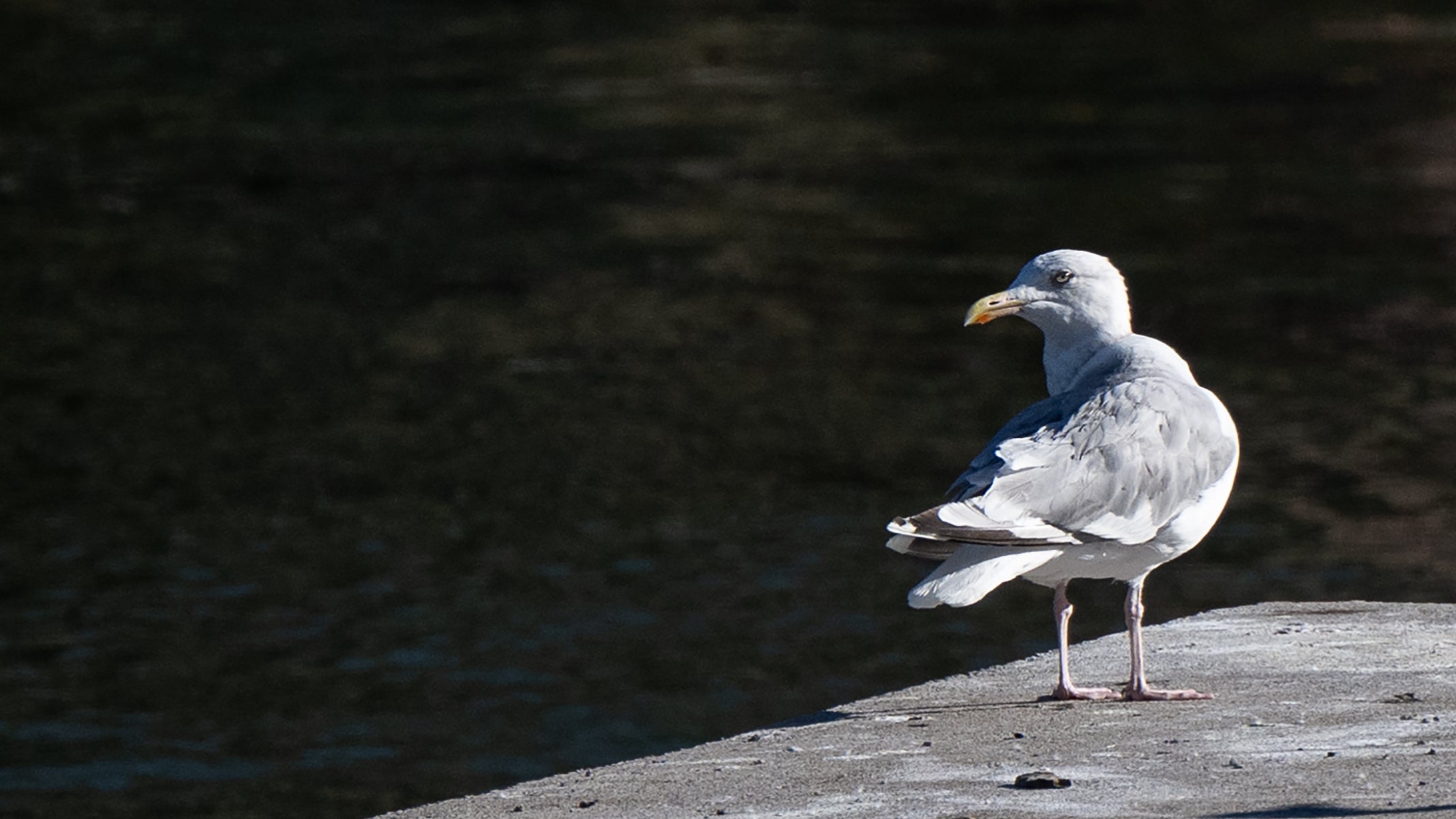 Berlin: Eine M&ouml;we sitzt auf einem Steg an der Spree. (Sebastian Christoph Gollnow/dpa)

