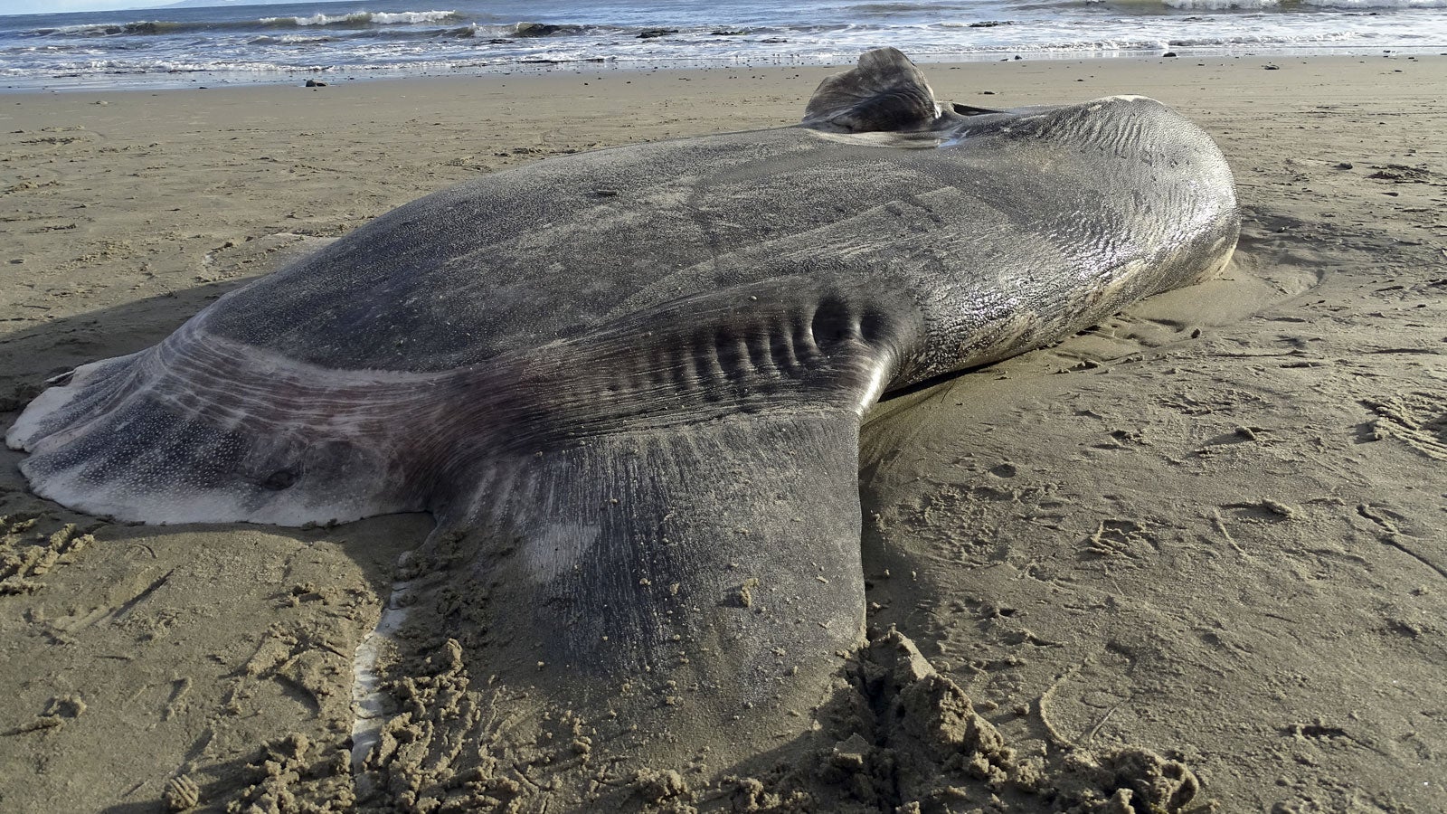 In this Feb. 21, 2019 photo, provided by UC Santa Barbara, A hoodwinker sunfish lays on the beach at Coal Oil Point Reserve in Santa Barbara, Calif. (Thomas Turner, UC Santa Barbara via AP) 
Credit: AP 