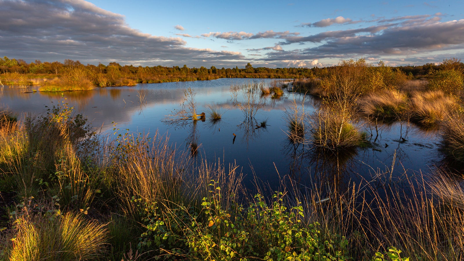 The picture was taken inside a little nature reserve near the german North Sea Coast
