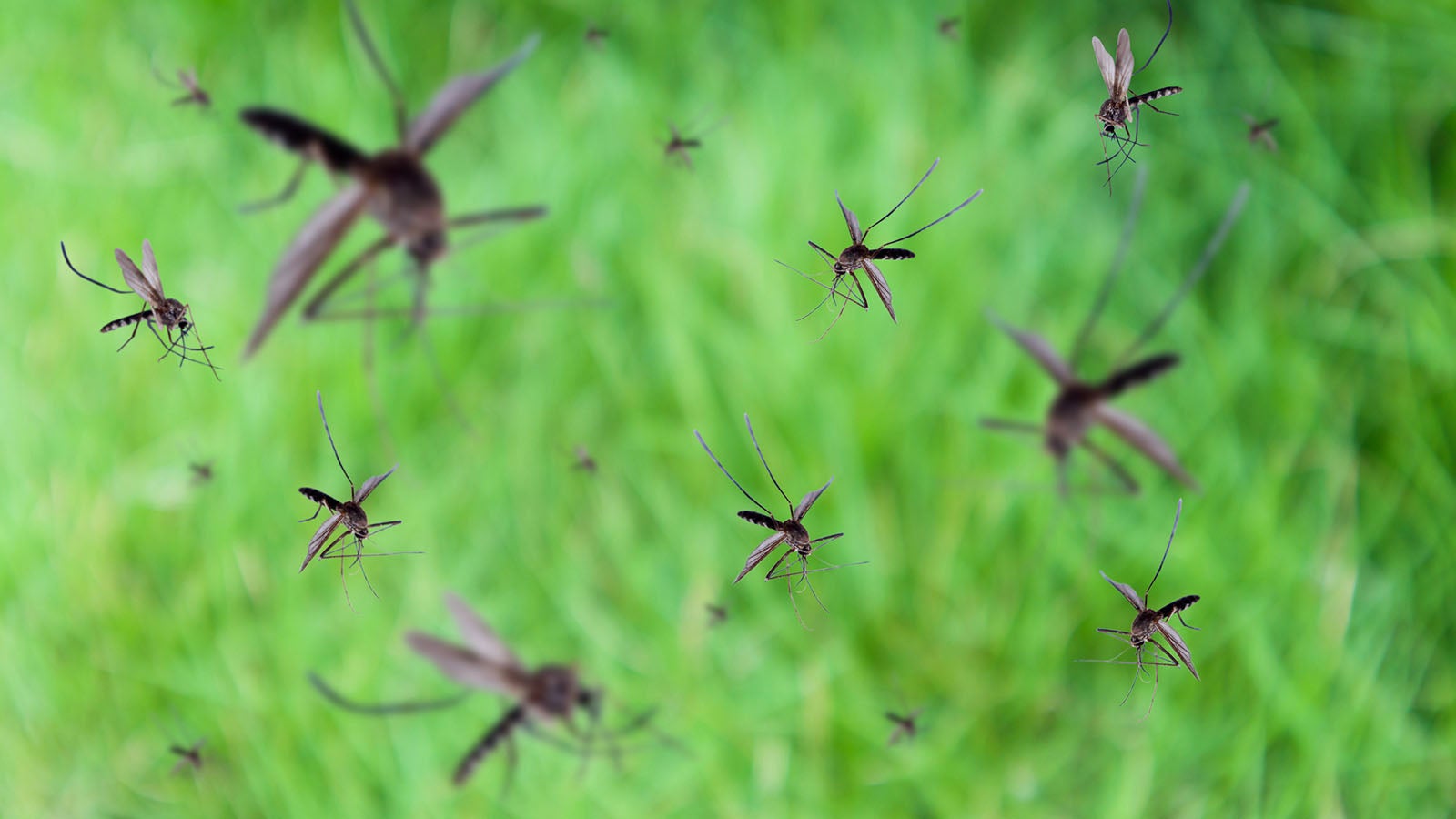 Many mosquitoes fly over green grass field