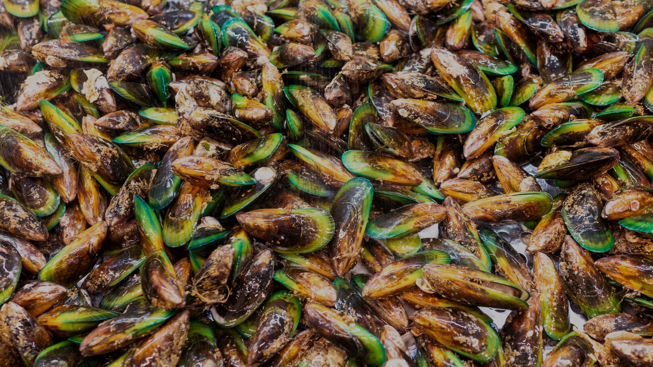 Large green-lipped mussels, with water spraying them from above, from New Zealand.