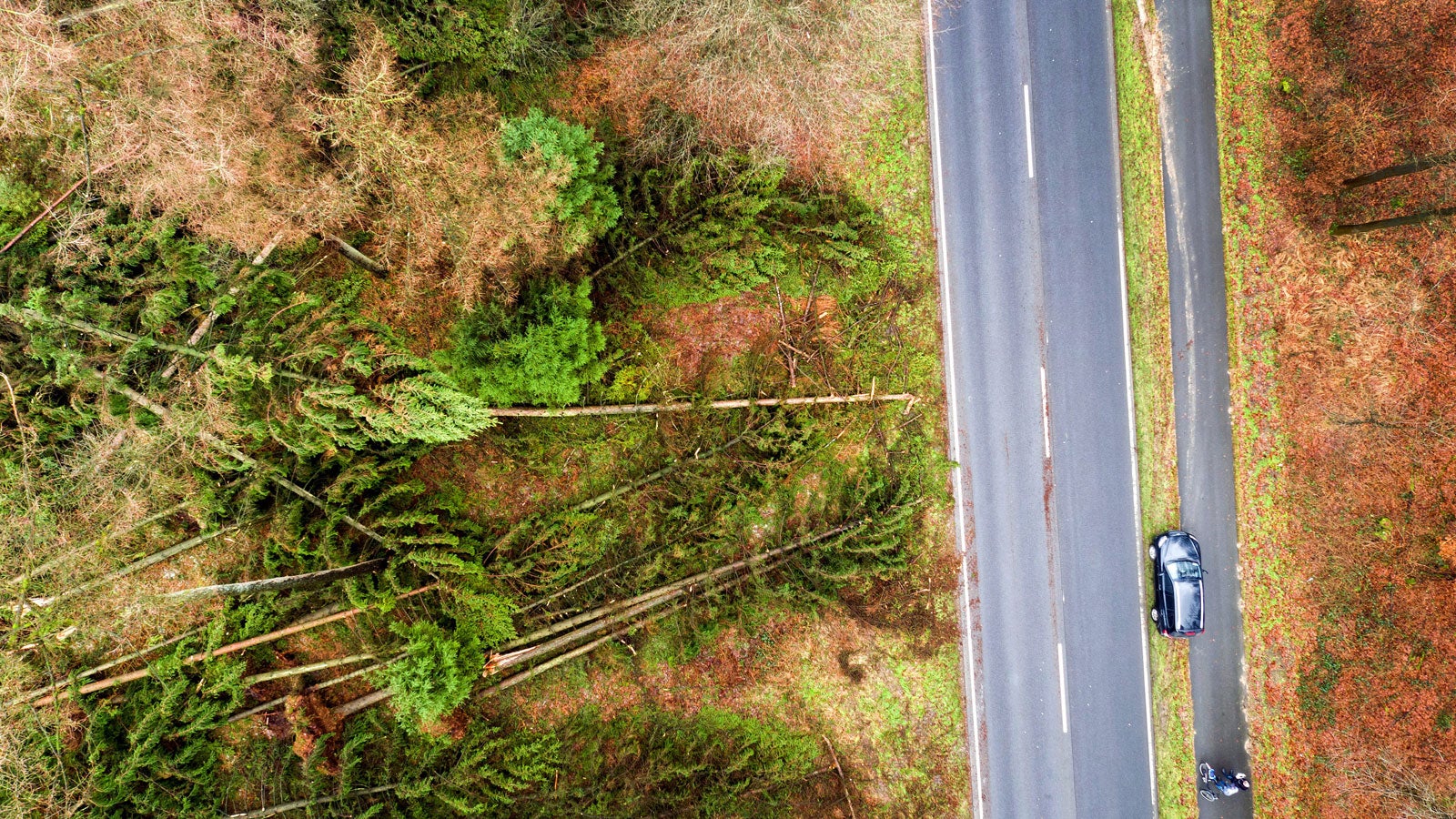 Umgest&uuml;rzte B&auml;ume liegen am 19.01.2018 in Kleve am Rande einer Landstra&szlig;e. Das Orkantief Friederike war am Vortag stundenlang &uuml;ber Nordrhein-Westfalen hinweggefegt. Foto: Arnulf Stoffel/dpa