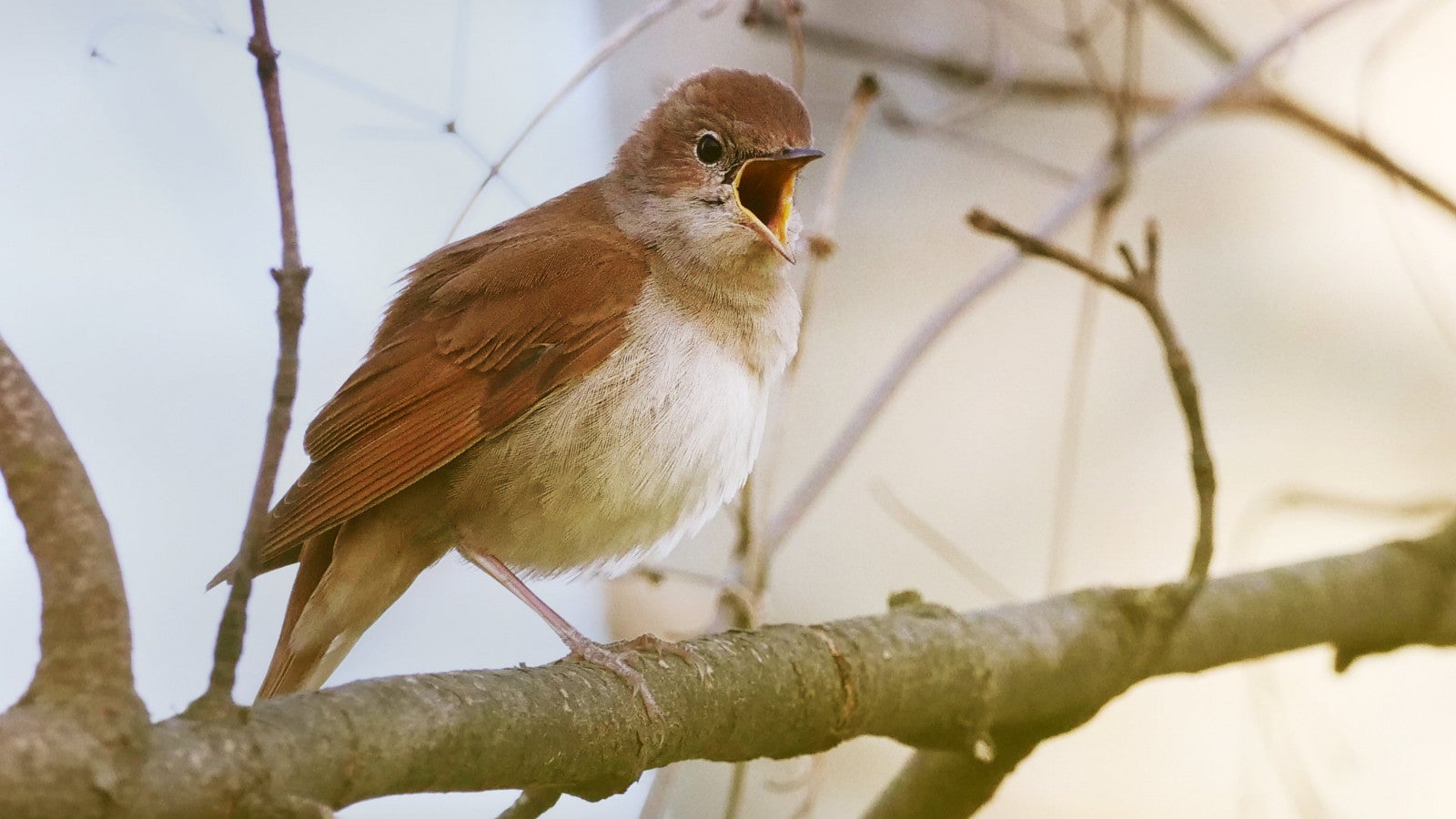 Eine Nachtigall (Luscinia megarhynchos) sitzt auf einem Zweig. Foto: Wolfram Steinberg/dpa