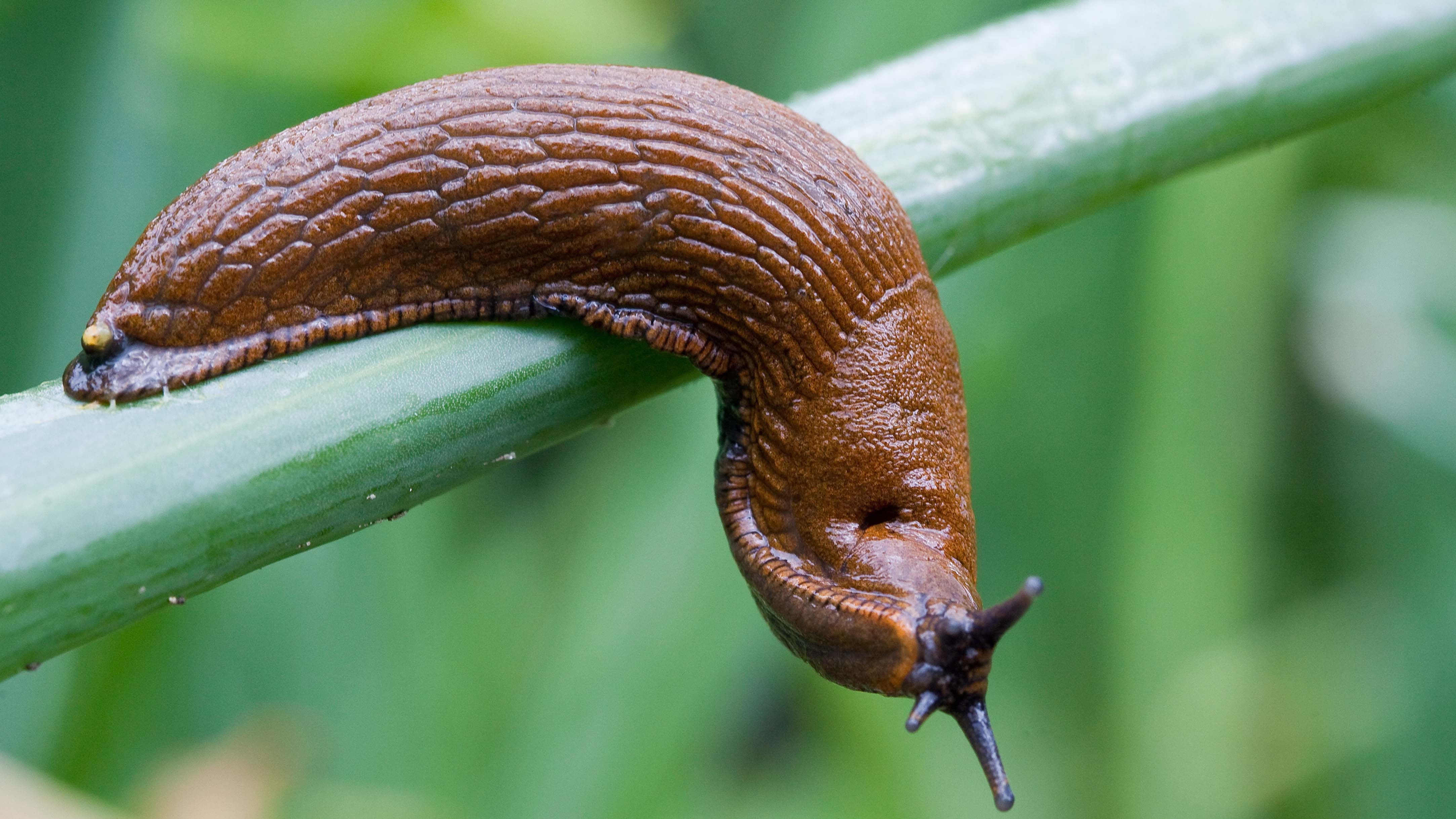 ARCHIV - 05.07.2009, Brandenburg, Frankfurt\oder: Eine Spanische Wegschnecke, auch Nacktschnecke genannt, kriecht &cedil;ber Zwiebellauch in einem Garten in Frankfurt (Oder). Laut einer G&circ;rlitzer Biologin breitet sich die Spanische Wegschnecke zunehmend in den nat&cedil;rlichen Lebensr&permil;umen in Deutschland und auch in Sachsen aus. (zu dpa: &acute;G&circ;rlitzer Biologin: Spanische Wegschnecke verbreitet sich immer mehr&ordf;) Foto: Patrick Pleul/dpa +++ dpa-Bildfunk +++