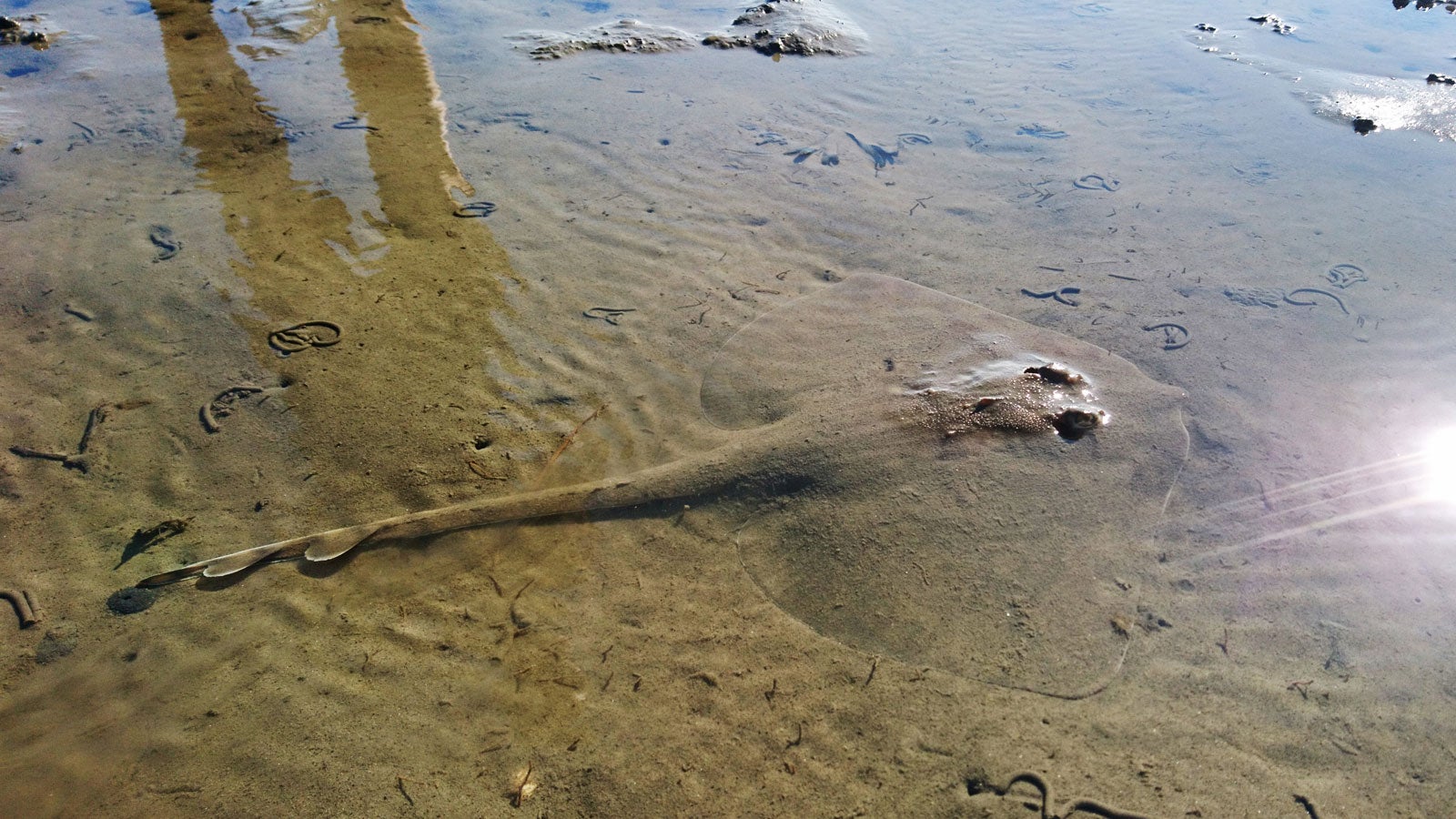 HANDOUT - 25.06.2020, Niedersachsen, Baltrum: Ein auf dem Wattboden schwer zu erkennender Nagelrochen liegt im seichten Wasser. Auf dem Weg zur Insel Baltrum haben Wanderer das seltene Tier entdeckt. (zu dpa "Wattwanderer entdecken seltenen Nagelrochen vor Baltrum") Foto: Uilke van der Meer/privat/dpa