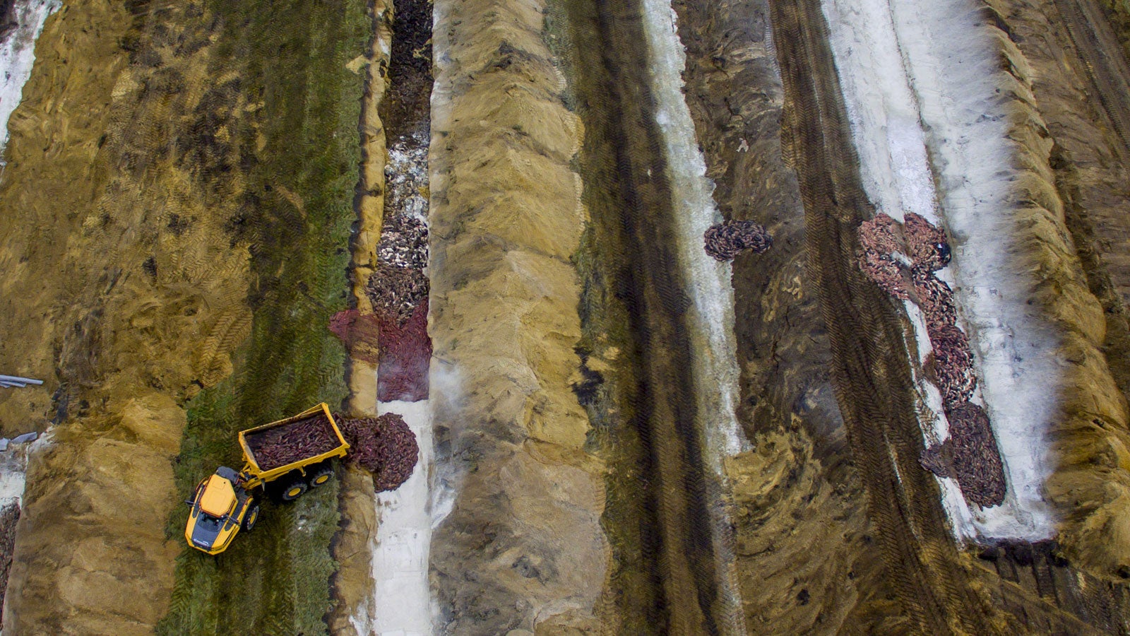 ARCHIV - 12.11.2020, D&auml;nemark, Holstebro: Tausende gekeulter Nerze werden auf dem &Uuml;bungsplatz des Jydske-Drachenregiments begraben. Die Leichen k&ouml;nnten bald wom&ouml;glich wieder aus ihrer letzten Ruhest&auml;tte ausgegraben werden. Mehrere Parteien im Parlament in Kopenhagen bef&uuml;rchten, dass die gekeulten Pelztiere beim Verwesungsprozess Phosphor und Stickstoff absondern und somit etwa das Trinkwasser oder Badegew&auml;sser verunreinigen k&ouml;nnten. Foto: Morten Stricker/NTB/AP/dpa +++ dpa-Bildfunk +++
