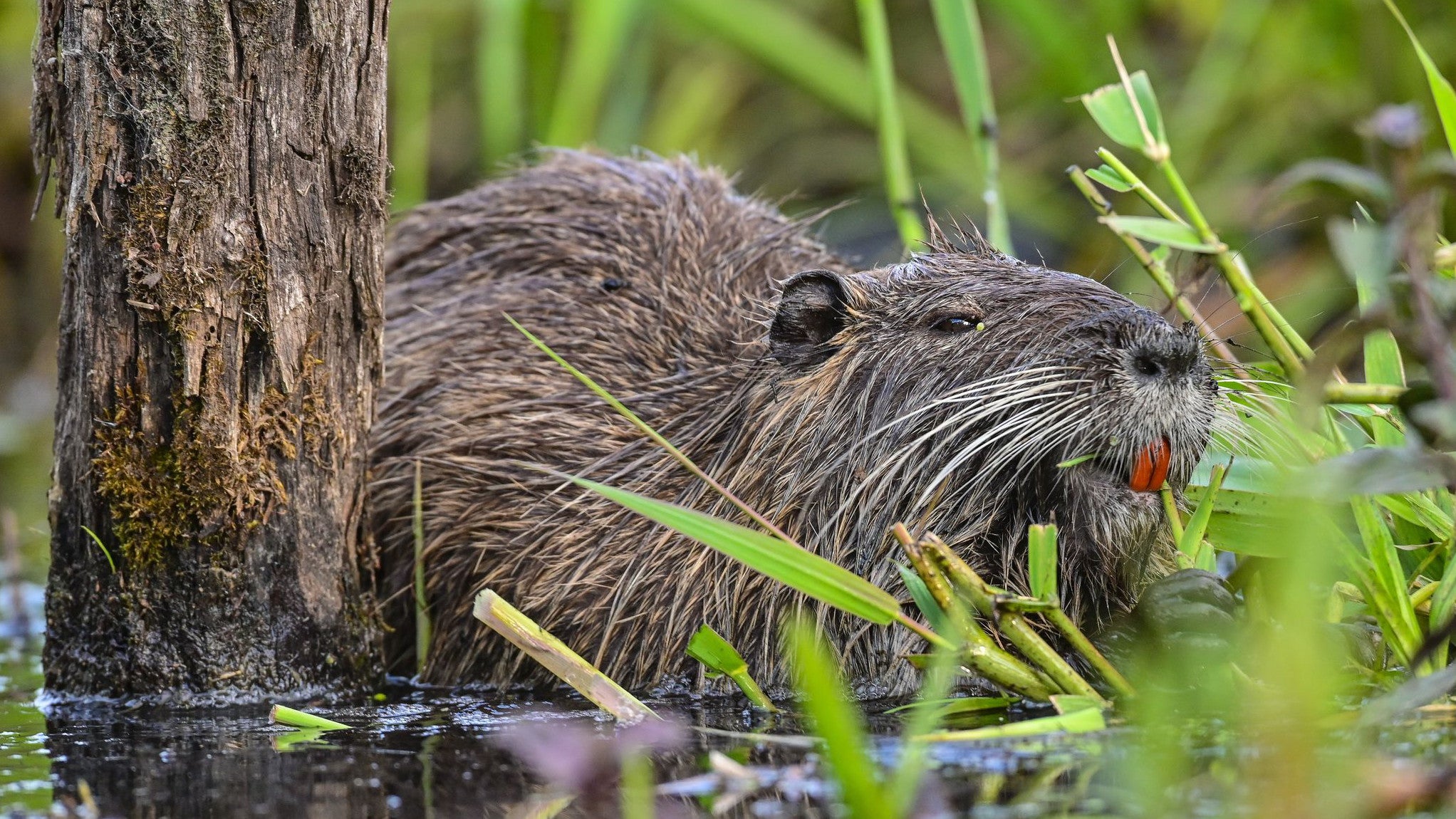 29.05.2022, Brandenburg, F&uuml;rstenwalde: Eine Nutria frisst Wasserpflanzen am Ufer eines Gew&auml;ssers. (Patrick Pleul/dpa)