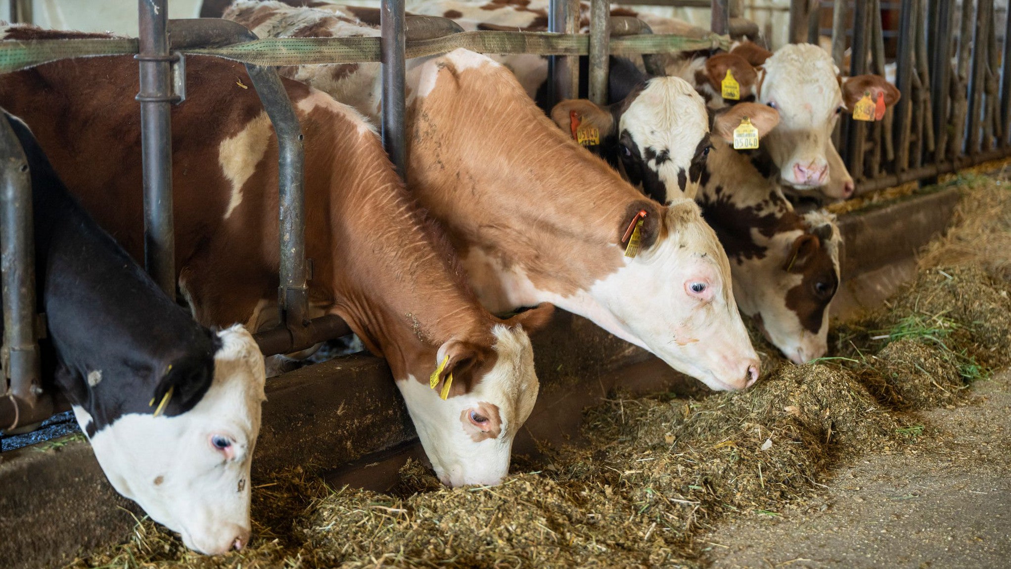 09.07.2025, Bayern, Marzling: Ochsen sind bei der j&auml;hrlichen Ernte-Pressefahrt des Bayerischen Bauernverbandes und des Landwirtschaftsministeriums im Bio-Betrieb von Stefan Grandl zu sehen. (Peter Kneffel/dpa)
