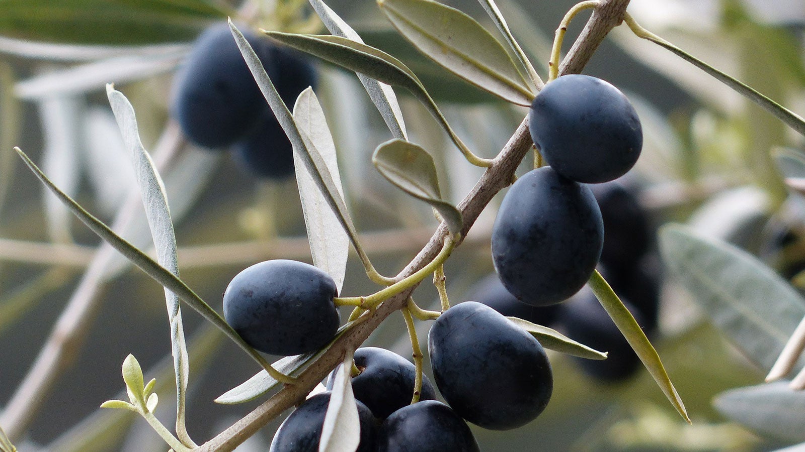 Oliven Hans Braxmeier/pixabay