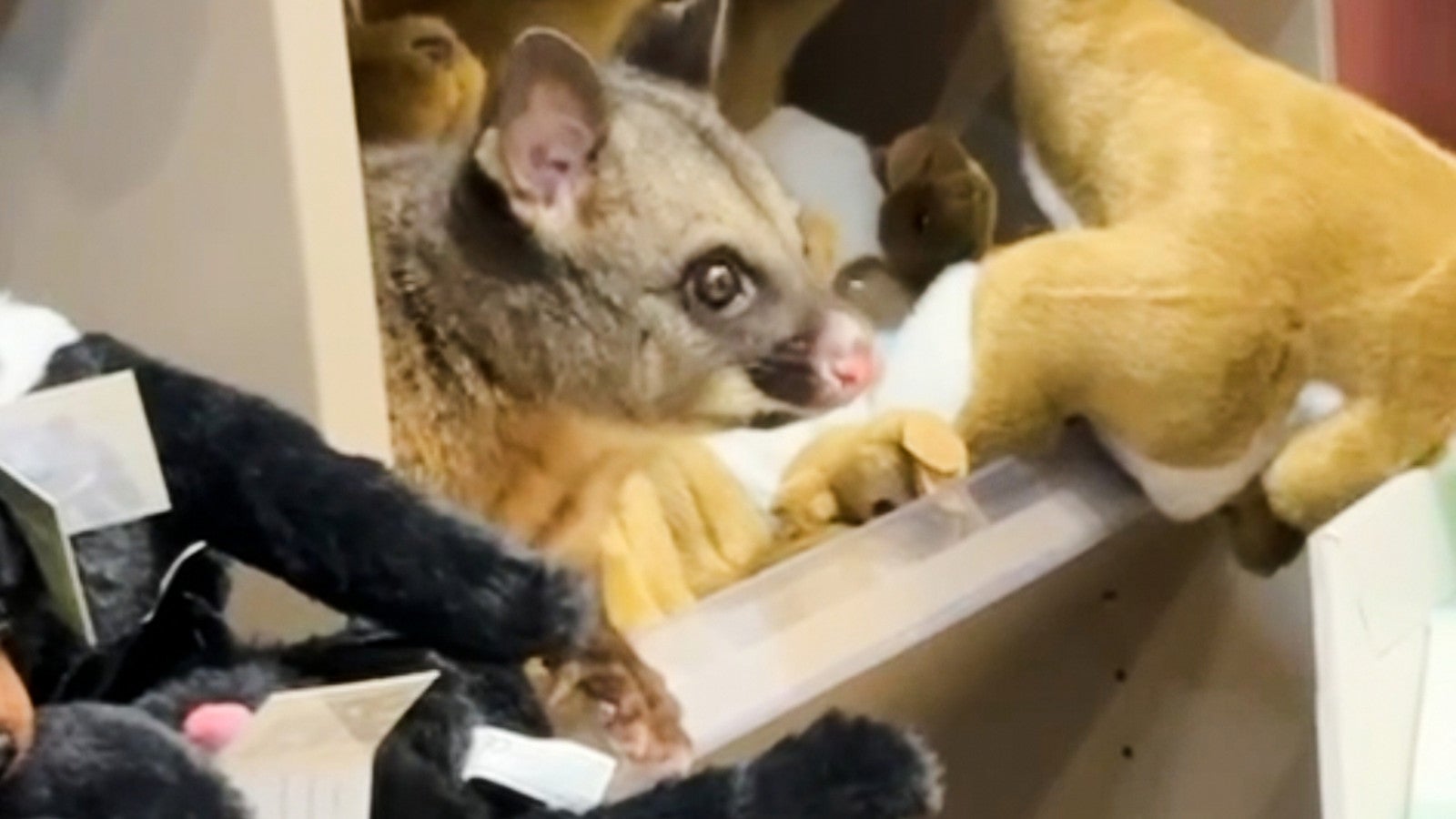 In this image taken from video, a living Australian brushtail possum sits on the display shelf at a terminal shop at Hobart Airport in Hobart, Australia, Wednesday, March 18, 2026. (Melissa Oddie via AP)