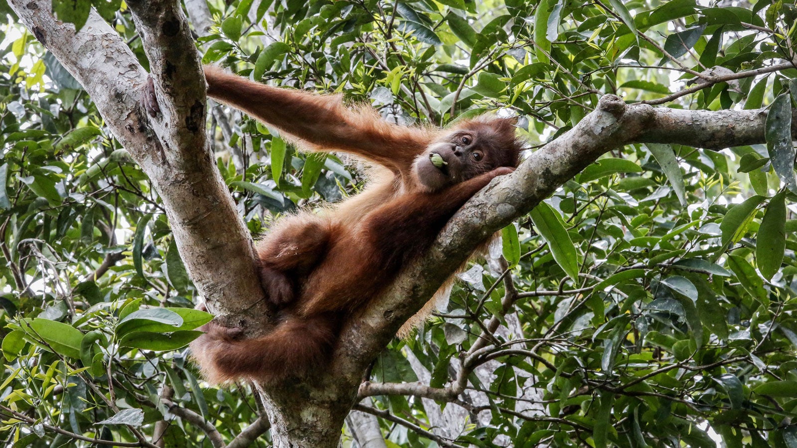 ARCHIV - 20.09.2016, Indonesien, Jantho: Ein Sumatra-Orang-Utan ruht auf einem Baum im Sumatra Orang-Utan Conservation Program (SOCP), in der Jantho Reintroduction and Quarantine Station. Die weltweite Rate des Artensterbens sei derzeit zehn- bis hundertmal h&ouml;her als im Schnitt der vergangenen 10 Millionen Jahren und sie steige weiter, hei&szlig;t es in dem Kernpunktepapier, das der Weltbiodiversit&auml;tsrat IPBES am 06.05.2019 in Paris vorstellte. Drei Jahre hatten die Experten 15 000 Literaturquellen durchgesehen und dann ihre Erkenntnisse auf 40 erschreckenden Seiten zusammengefasst. An den meisten Standorten sei die Zahl heimischer Arten schon um 20 Prozent zur&uuml;ckgegangen. Dagegen hat sich die Zahl der Menschen seit 1970 mehr als verdoppelt, das Bruttoinlandsprodukt pro Kopf gar vervierfacht. Foto: Hotli Simanjuntak/EPA/dpa