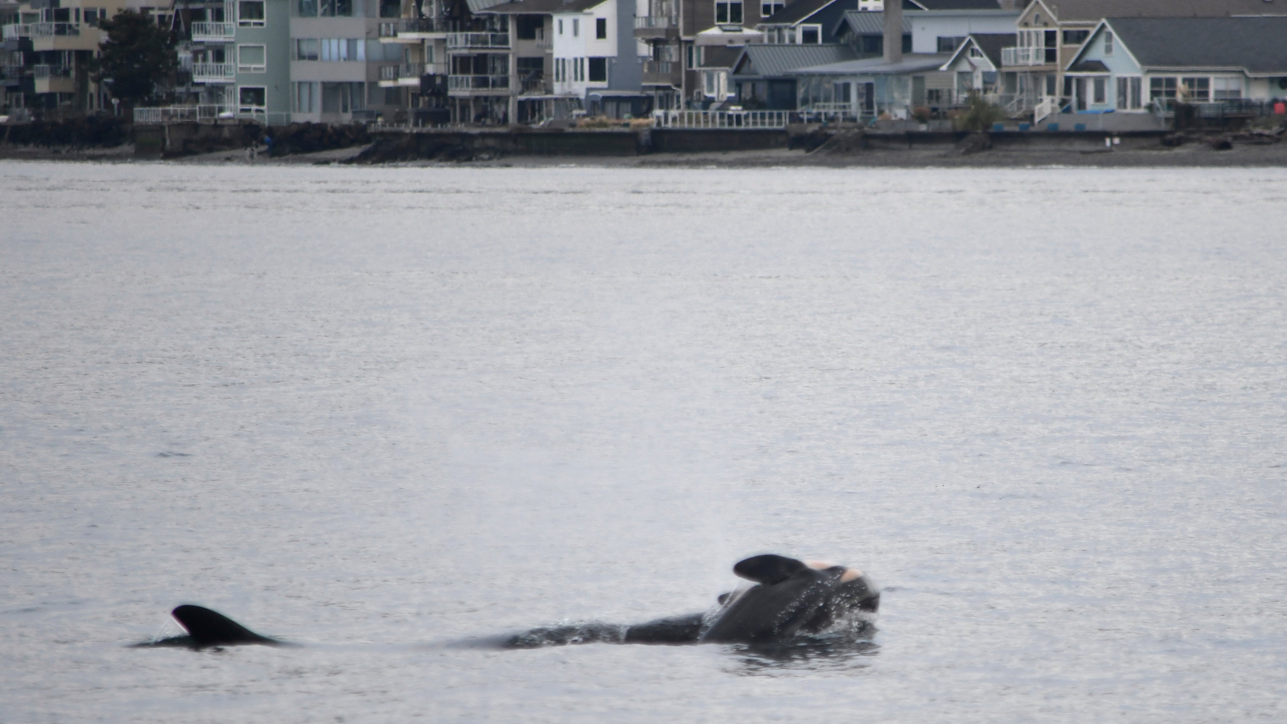 01.01.2025, USA, Seattle: Auf diesem von NOAA Fisheries zur Verf&uuml;gung gestellten Foto tr&auml;gt der Orca J35 (Tahlequah) den Kadaver ihres toten Kalbes in den Gew&auml;ssern des Puget Sound vor West Seattle. (Candice Emmons/NOAA Fisheries West Coast/AP/dpa)

