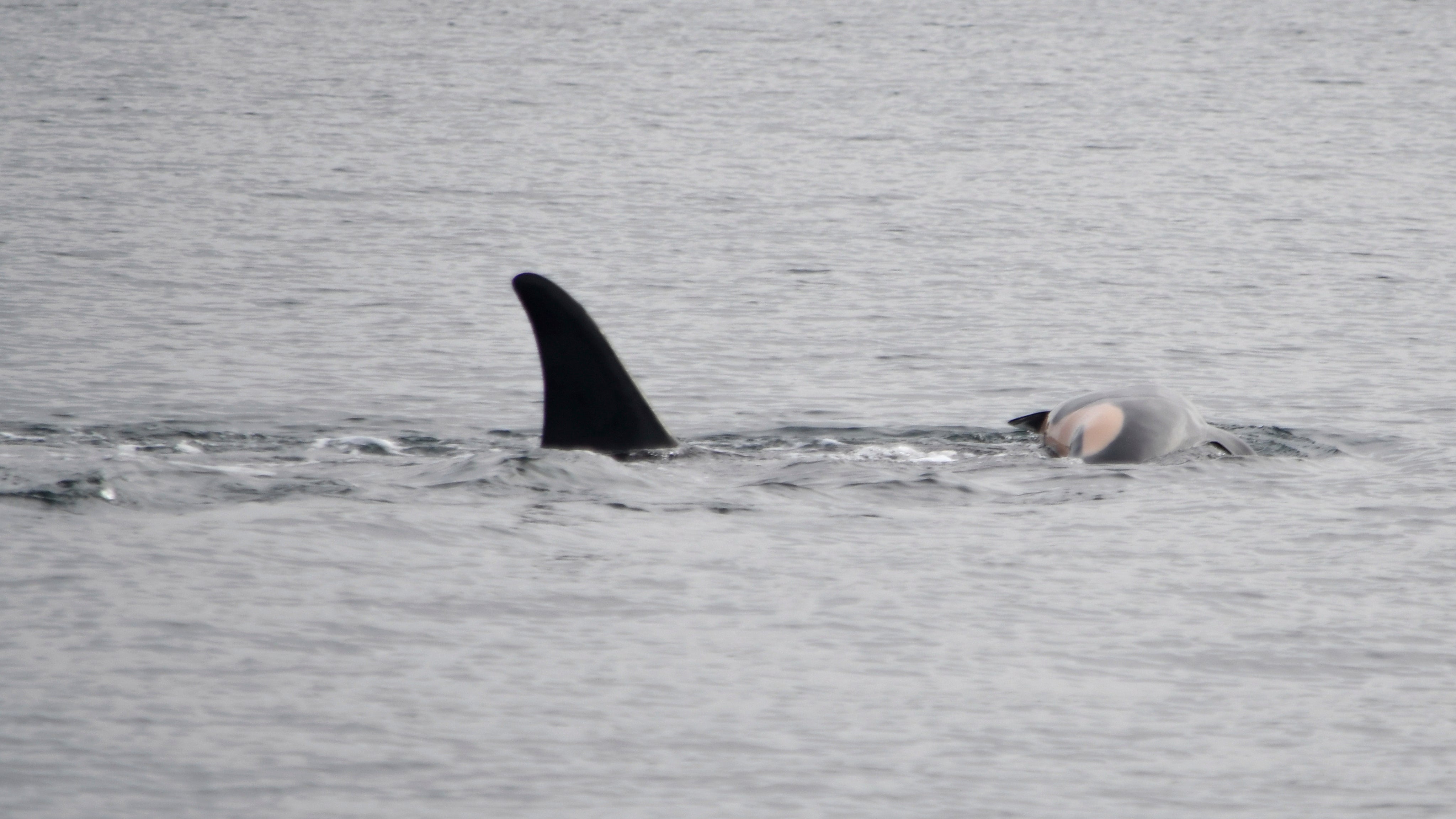 01.01.2025, USA, Seattle: Auf diesem von NOAA Fisheries zur Verf&uuml;gung gestellten Foto tr&auml;gt der Orca J35 (Tahlequah) den Kadaver seines toten Kalbes in den Gew&auml;ssern des Puget Sound vor West Seattle. Schon 2018 konnte sich Schwertwal-Mutter Tahlequah tagelang nicht von ihrem toten Nachwuchs trennen - nun wurde das Tier erneut dabei gesichtet, wie es einen verstorbenen Nachwuchs bei sich tr&auml;gt. (Candice Emmons/NOAA Fisheries West Coast/AP/dpa)

