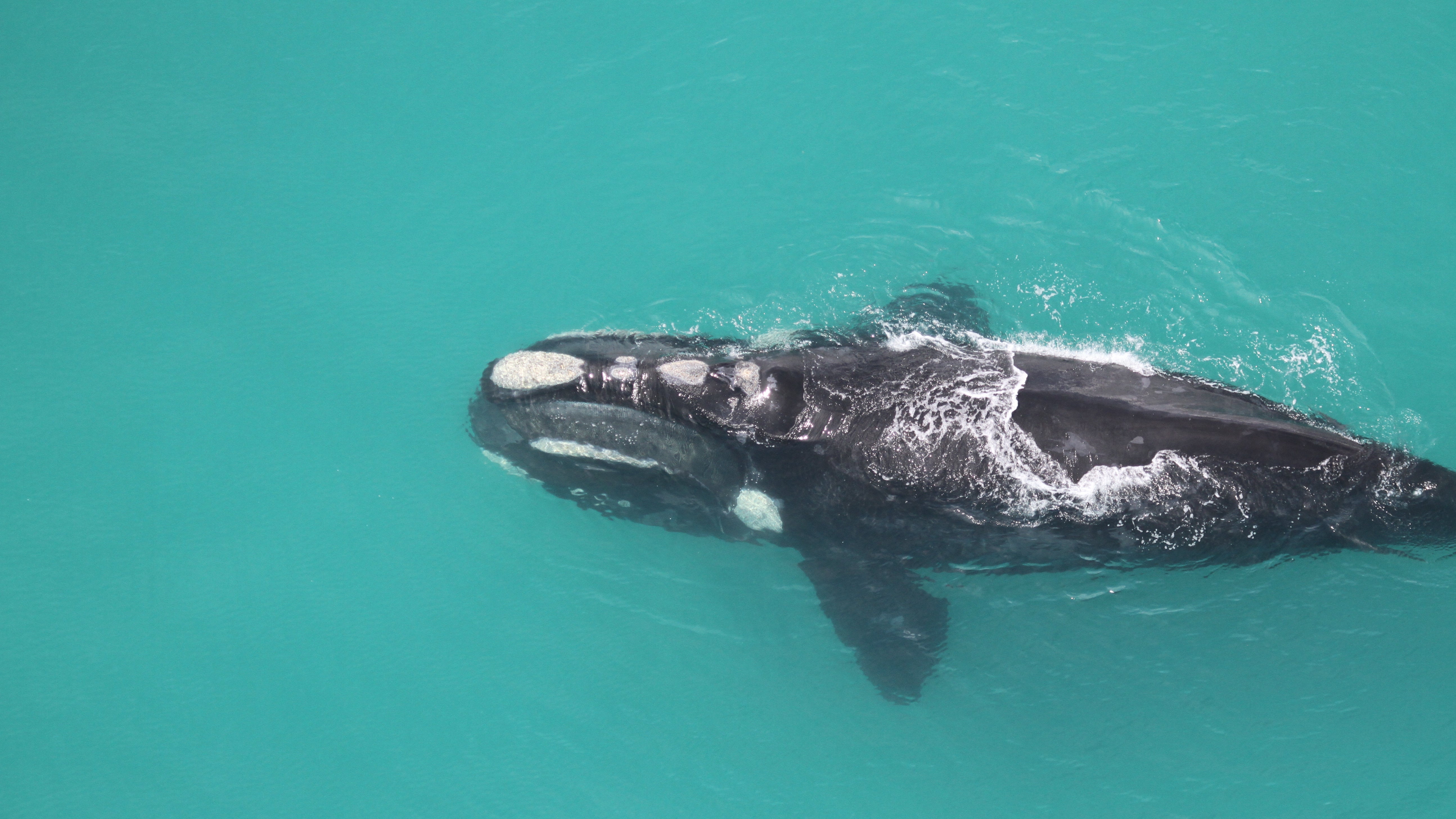HANDOUT - 13.02.2023, S&uuml;dafrika, Kapstadt: Wissenschaftler vom Forschungsinstitut f&uuml;r S&auml;ugetiere an der s&uuml;dafrikanischen Universit&auml;t zu Pretoria untersuchen das Verhalten von S&uuml;dlichen Glattwalen, die jedes Jahr vom S&uuml;dpolarmeer an die s&uuml;dafrikanische K&uuml;ste migrieren, um ihre Jungen zu geb&auml;ren. (zu dpa &laquo;Fr&uuml;hwarnsystem der Ozeane: Wale von vielen Seiten gef&auml;hrdet&raquo;) Foto: Mammal Research Institute/dpa - ACHTUNG: Nur zur redaktionellen Verwendung im Zusammenhang mit der aktuellen Berichterstattung und nur mit vollst&auml;ndiger Nennung des vorstehenden Credits +++ dpa-Bildfunk +++