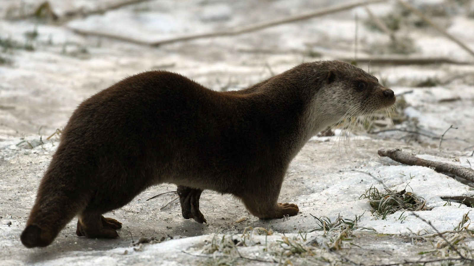 ARCHIV - 14.02.2017, Brandenburg, Schorfheide: Ein Fischotter (Lutra lutra) l&auml;uft im Wildpark durch sein Gehege. (zu dpa &laquo;Tier des Jahres 2021: Fischotter breitet sich in Th&uuml;ringen weiter aus&raquo;) Foto: Bernd Settnik/dpa-Zentralbild/dpa +++ dpa-Bildfunk +++
