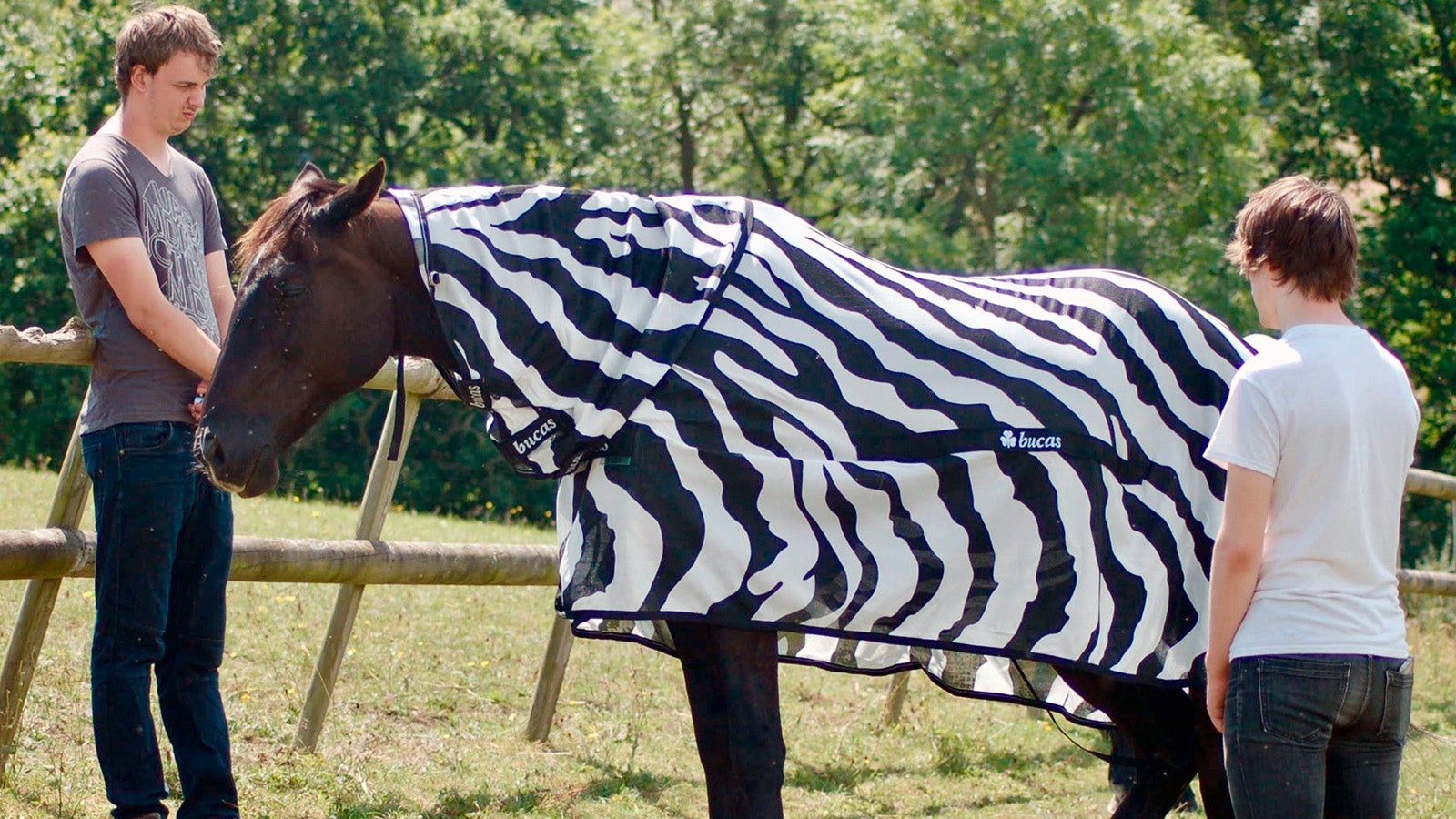 Nein, es ist ein Karnevalskost&uuml;m: Der Zebramantel dient der L&ouml;sung eines R&auml;tsels, das Forscher seit Jahrzehnten umtreibt. 
