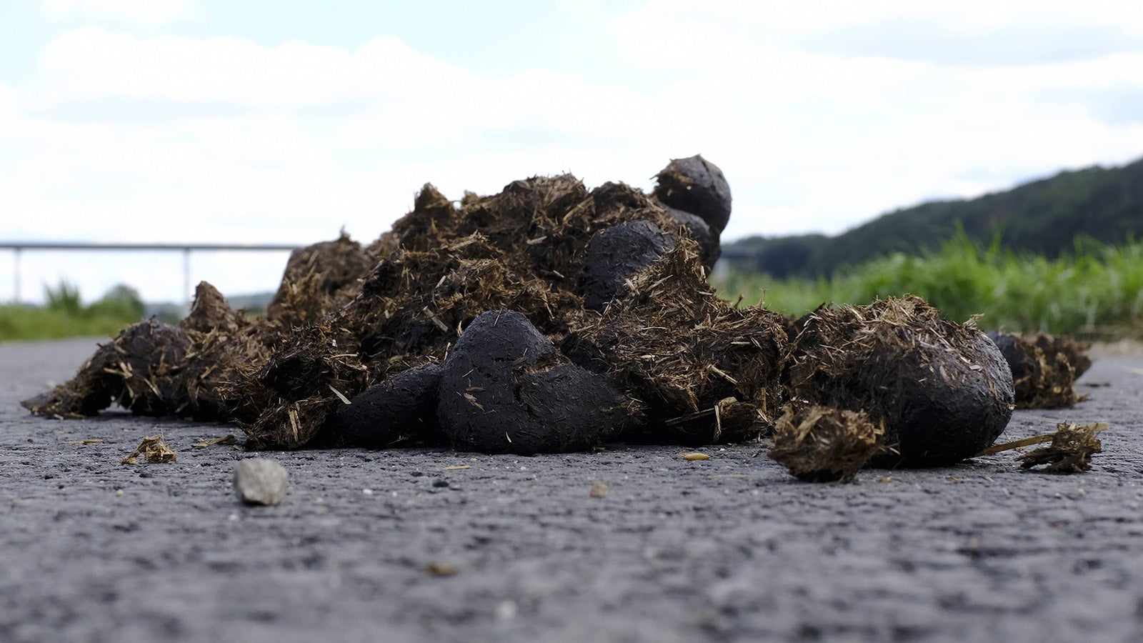 Pferdemist auf einem asphaltiertem Weg in einem Naturschutzgebiet in Essen,fotografiert am 14.08.2019. &Acirc; *** Horse manure on an asphalted road in a nature reserve in Essen, photographed on 14 08 2019 &Acirc;