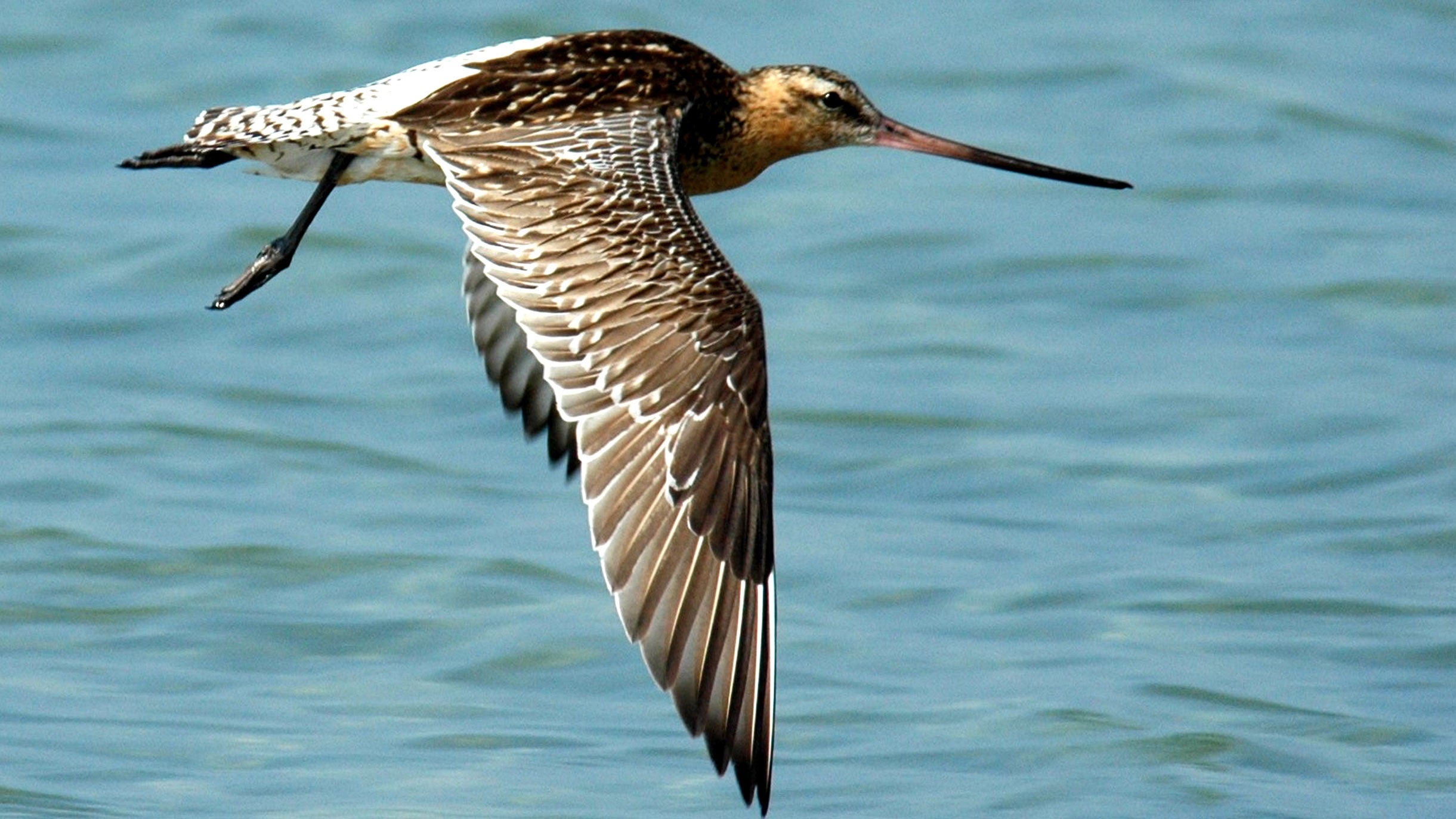 ARCHIV - 27.09.2007, Schleswig-Holstein, Husum: Undatiert - Eine Pfuhlschnepfe im Flug. Der Klimawandel setzt arktische Brutv&ouml;gel unter Termin-Druck. (zu dpa "Termindruck f&uuml;r Zugv&ouml;gel" vom 25.11.2018) Foto: Db Hans-Wilhelm Gr&ouml;mping/dpa 