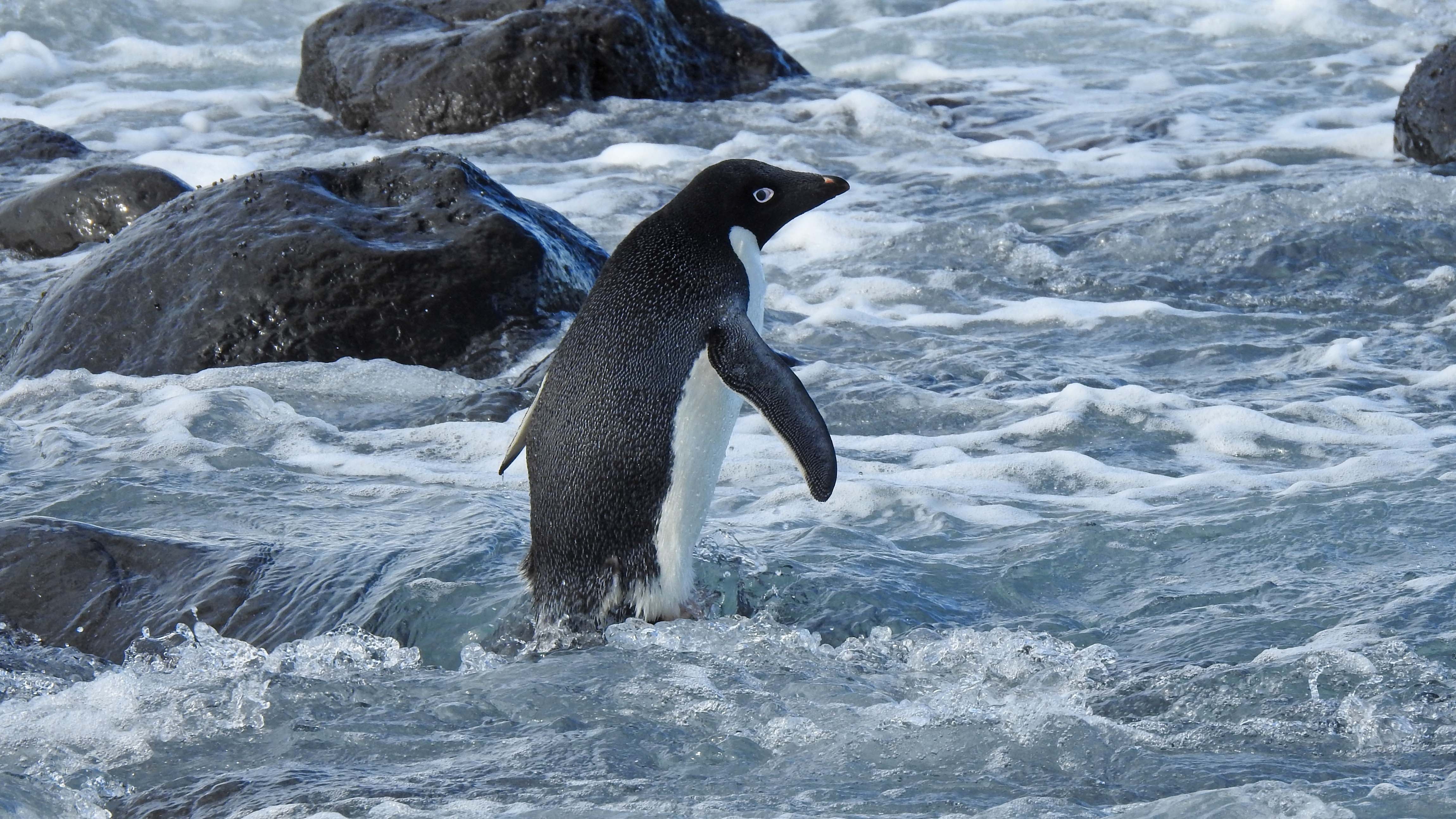 A supplied image shows an Adelie penguin on rocks at Magnet Bay on Banks Peninsula, outside Christchurch, on Friday, November 12, 2021. (AAP Image/Supplied by Allanah Purdie) NO ARCHIVING, EDITORIAL USE ONLY