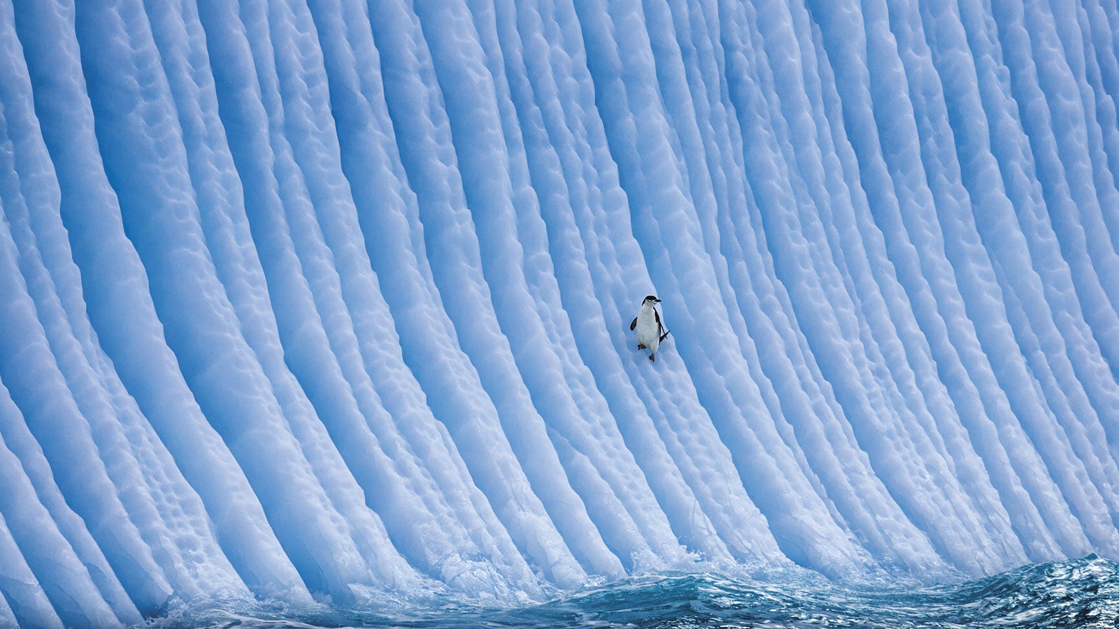 HANDOUT - 01.12.2006, ---, --: Ein Z&uuml;gelpinguin steht auf einem Eisberg. Bei der diesj&auml;hrigen Konferenz der Antarktis-Kommission CCAMLR wurde am Freitag kurz vor dem geplanten Ende noch um Ergebnisse gerungen. Es gebe bei den Verhandlungen noch viele offene Fragen, eventuell sei sogar eine Verl&auml;ngerung der Tagung n&ouml;tig, sagten Beobachter am Nachmittag der Deutschen Presse-Agentur. (zu dpa &laquo;Antarktis-Kommission ringt um Ergebnisse&raquo;) Foto: Paul Nicklen/-/dpa - ACHTUNG: Nur zur redaktionellen Verwendung im Zusammenhang mit der aktuellen Berichterstattung und nur mit vollst&auml;ndiger Nennung des vorstehenden Credits +++ dpa-Bildfunk +++

